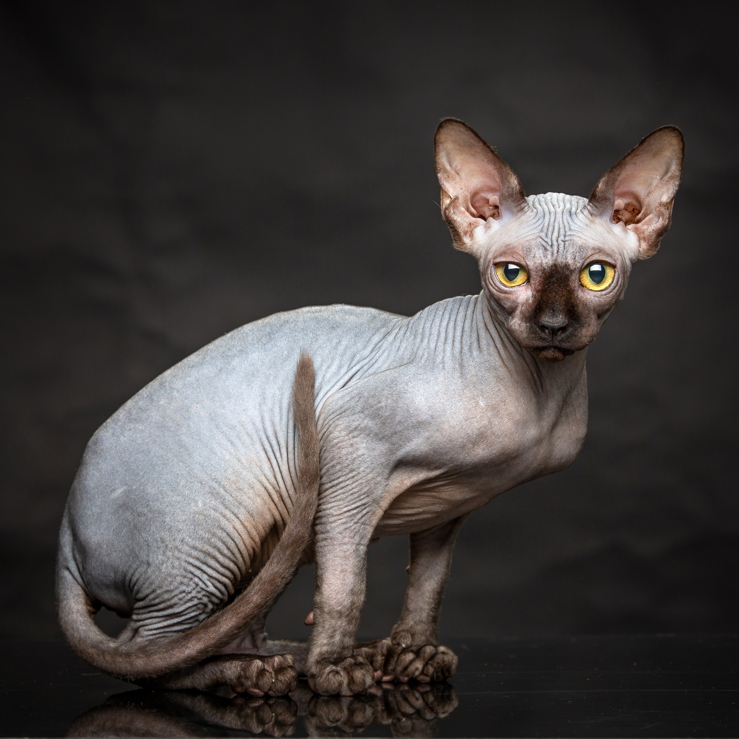 С кошкой. Фотограф Мария Кольцова