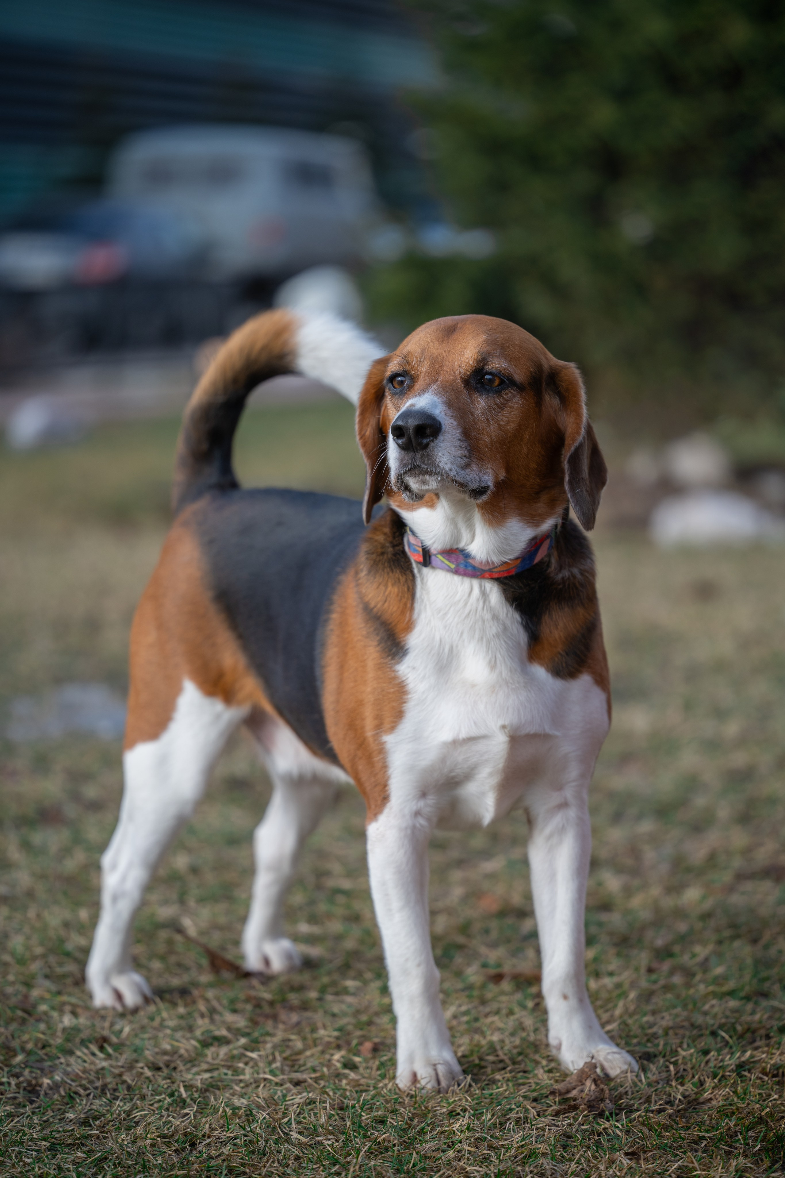 Портреты питомцев. Фотограф в Санкт-Петербурге Александра Ладыгина