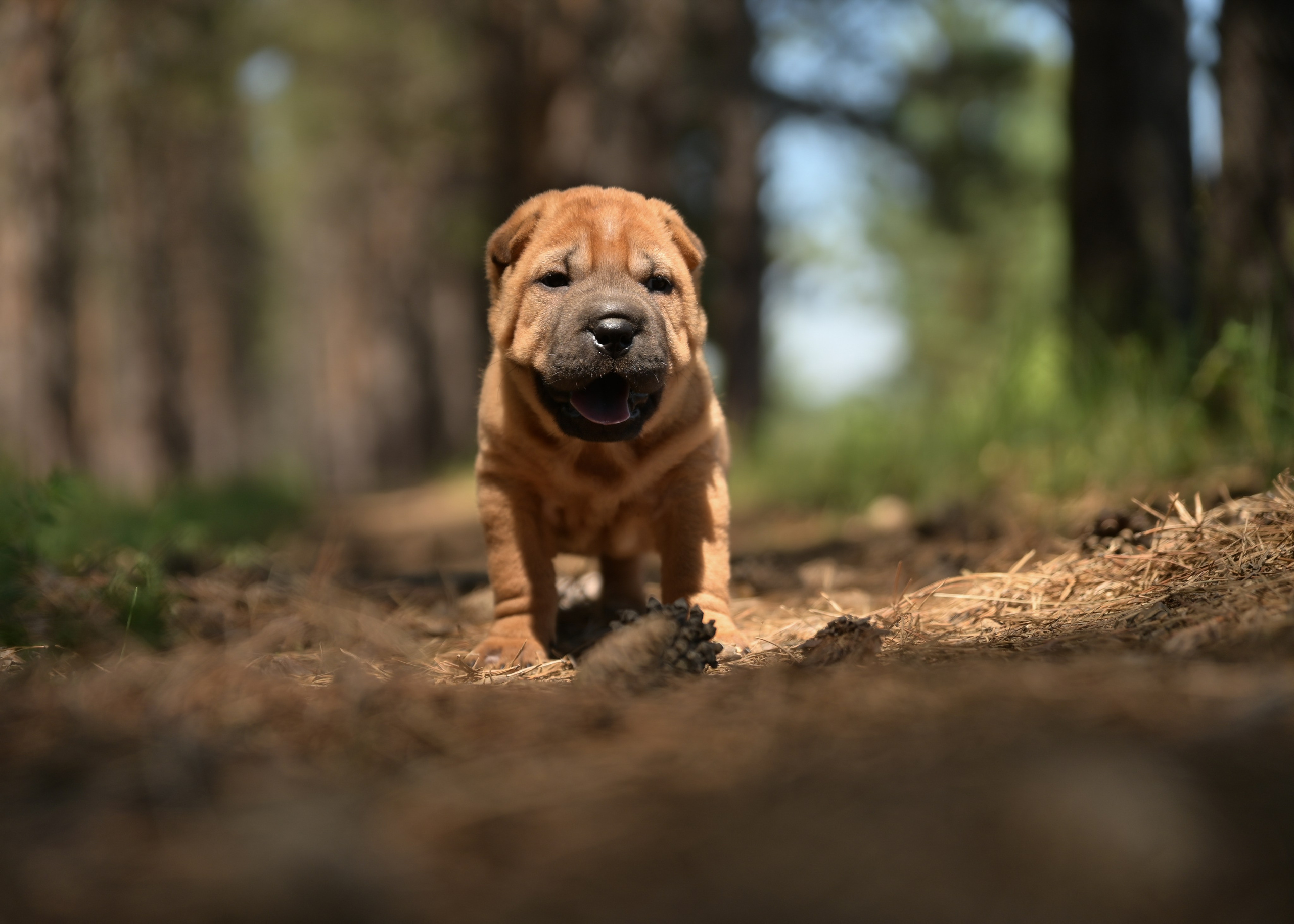 Свободные щенки Шар Пей в Иркутске. Питомник собак Иркутск