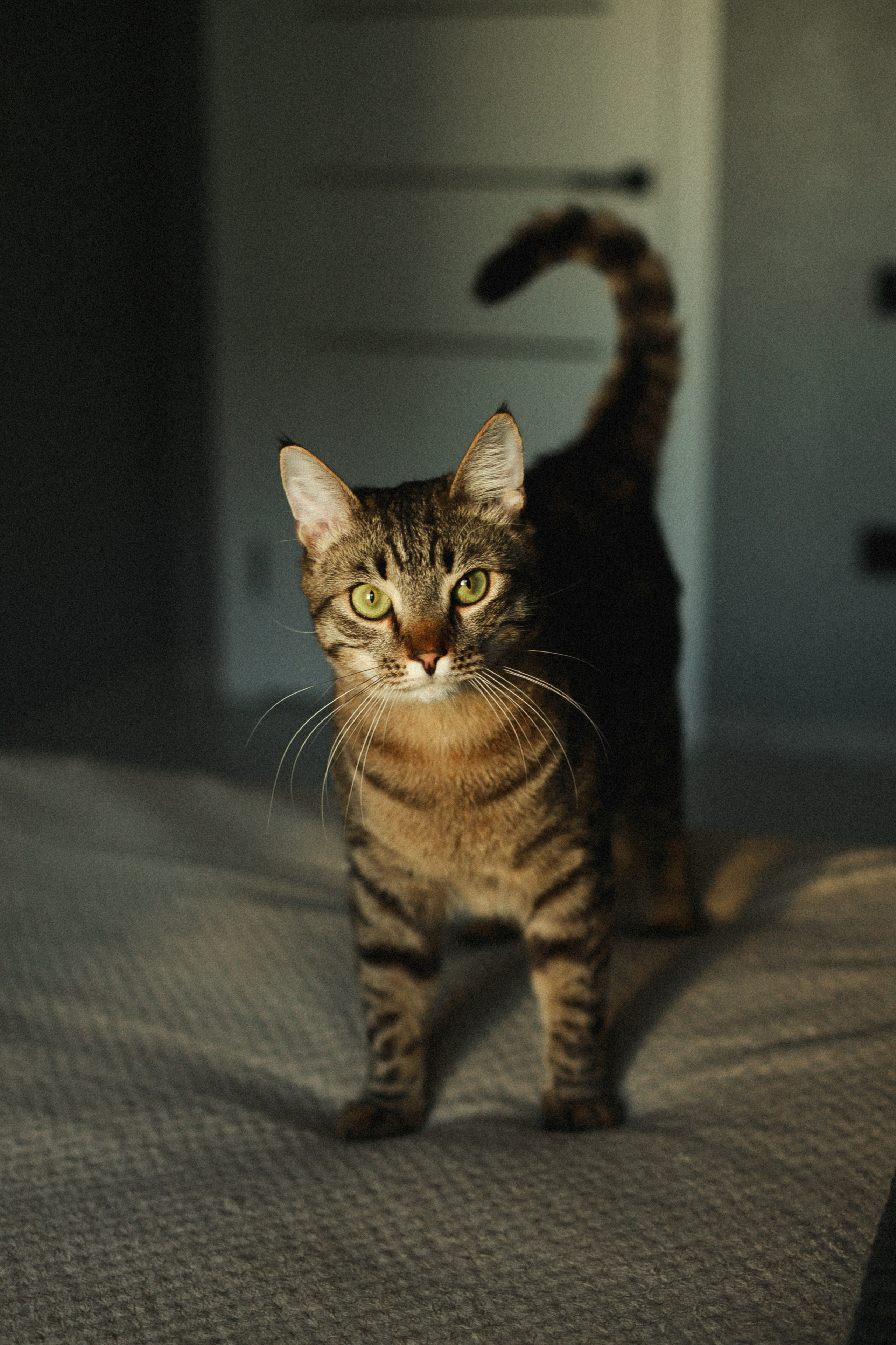 Домашняя ♥ Настя, Стас и кот Василий. Фотограф Тверь. Свадебные, семейные, индивидуальные фотосессии