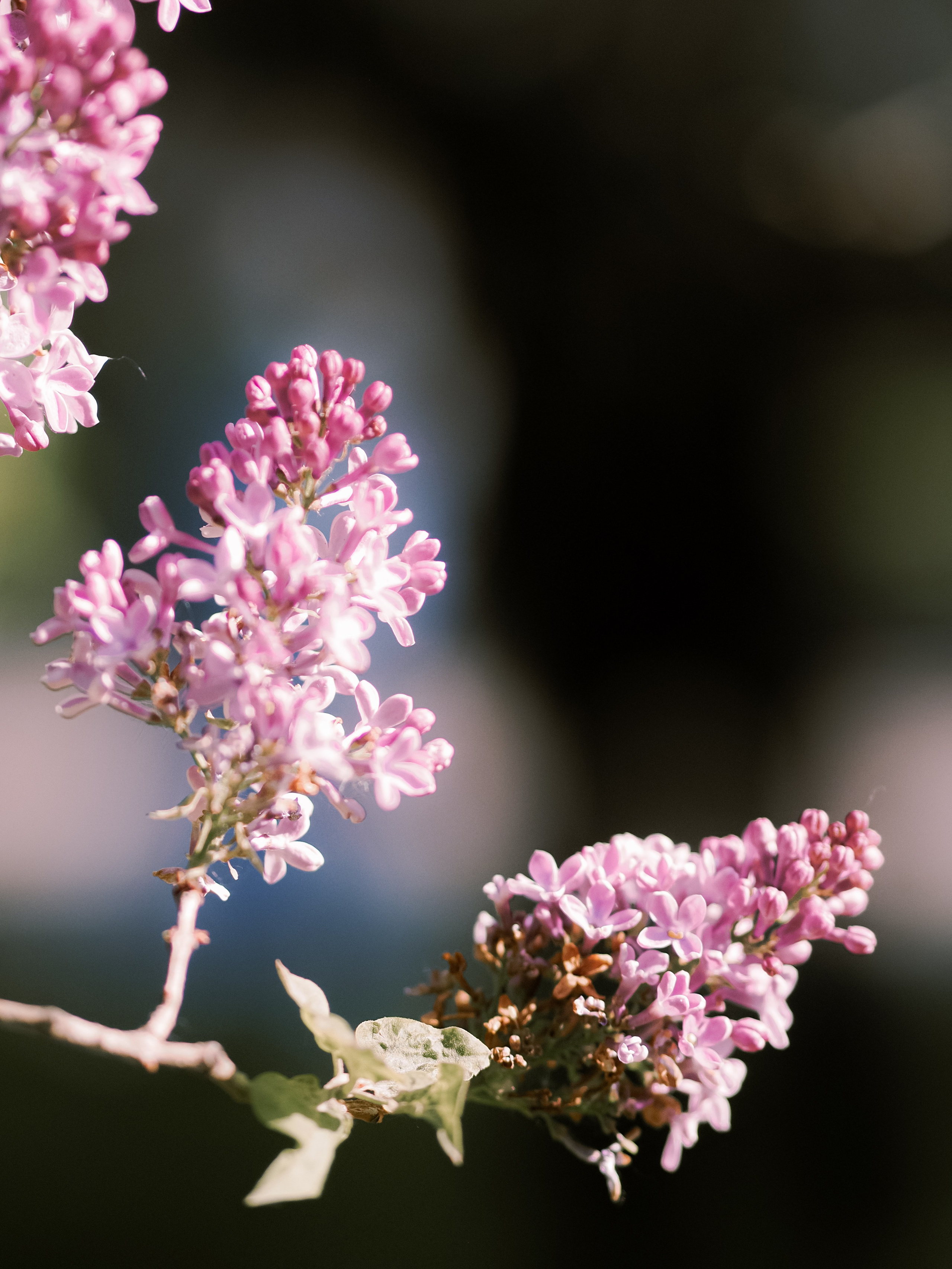 Ангелина. Фотограф Рязань. Семейный Свадебный фотограф