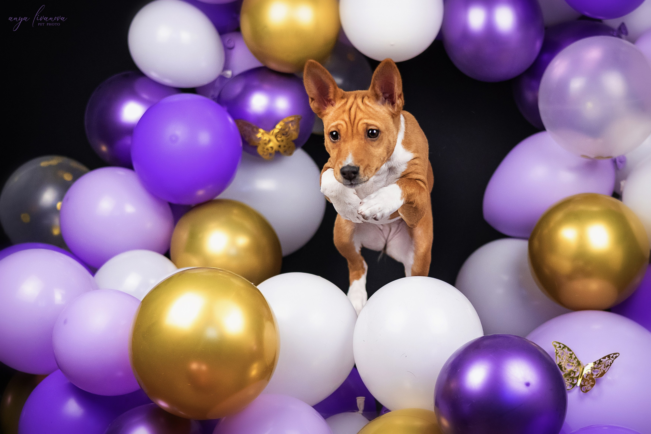 Баси. Фотограф анималист Аня Ливанова | Рыбинск