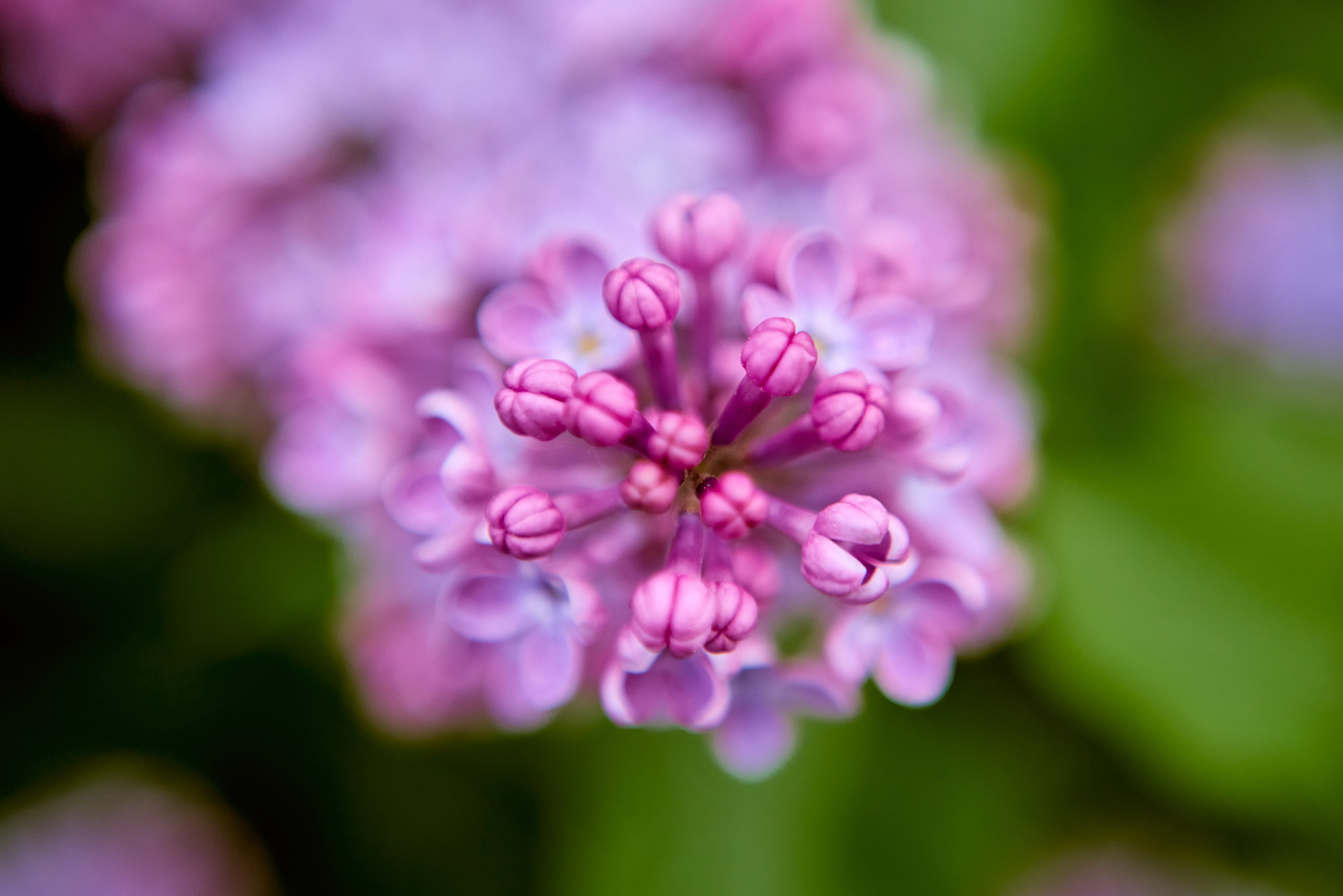 Сиреневые цветы - символ духовной чистоты и надежды, кадр Николая Голованова, г. Дзержинск.