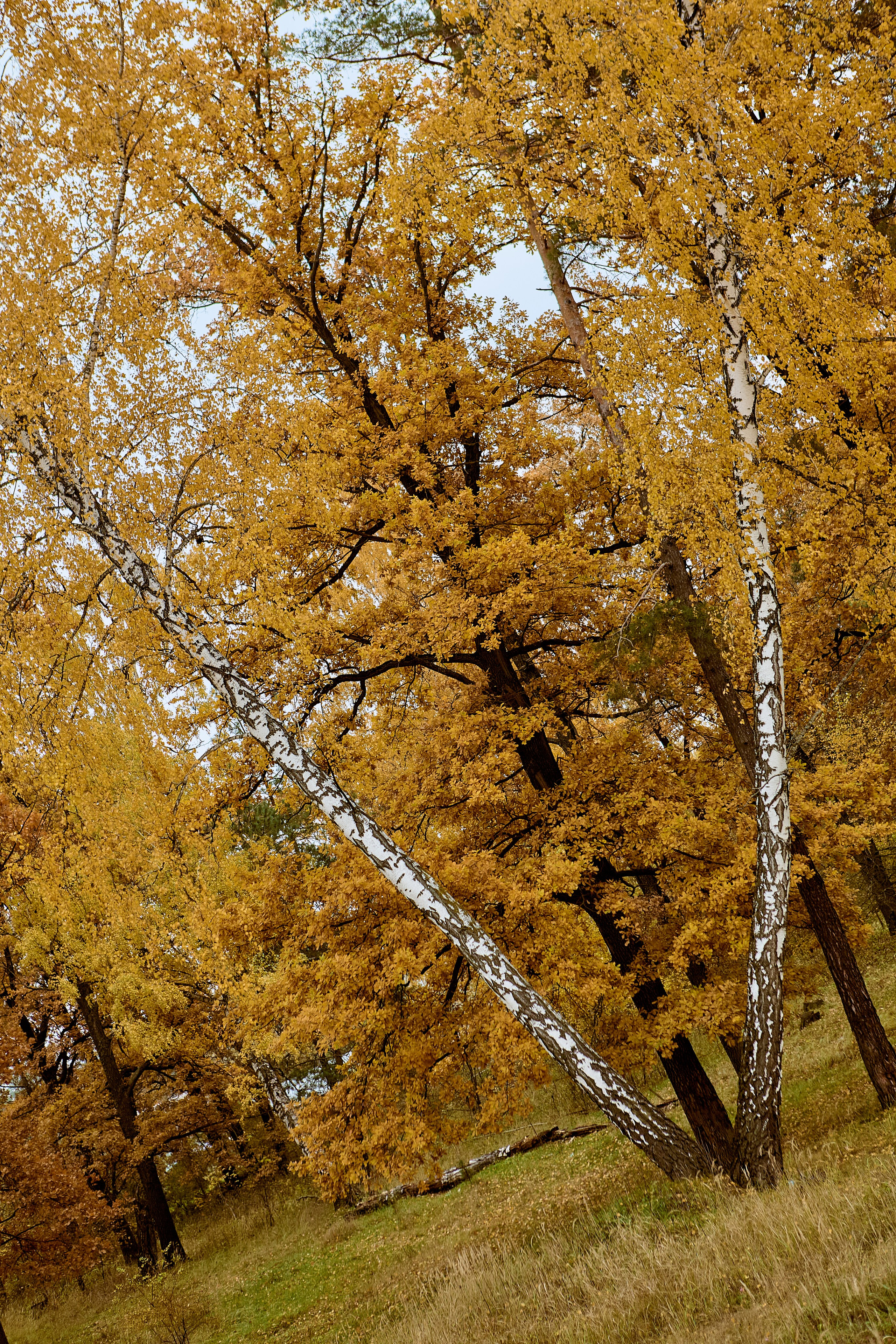 Фотографии природы