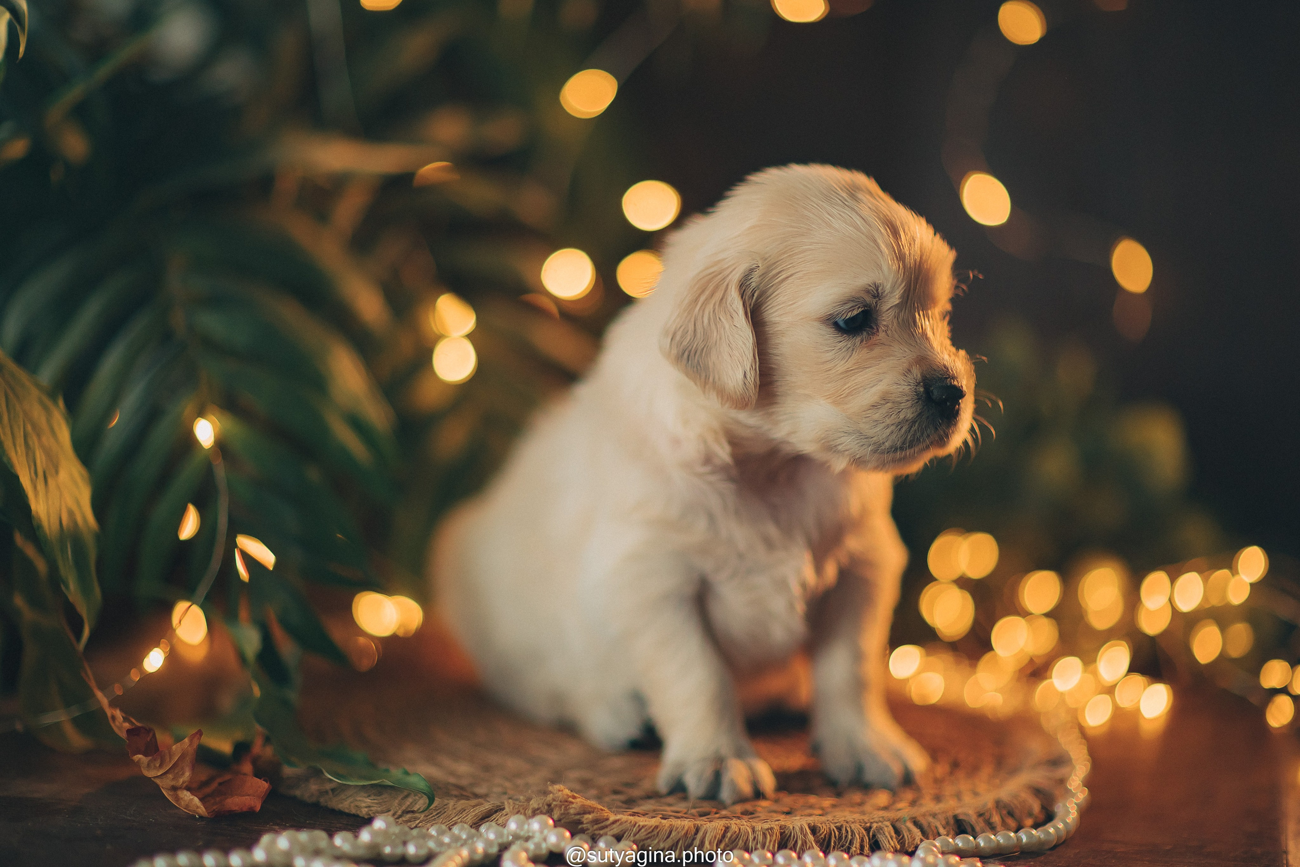 Серая лента. Свадебный и женский фотограф