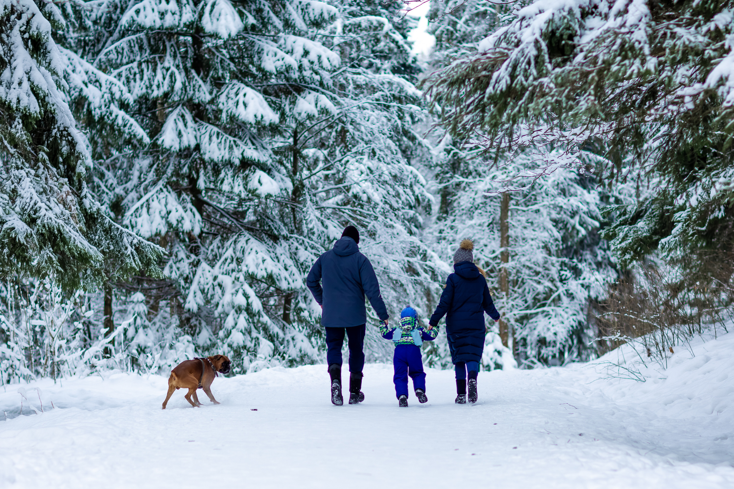 Андрей, Екатерина, Тёма и Норд. Репортажный, семейный, свадебный фотограф Санкт-Петербург Ольга Лесюк