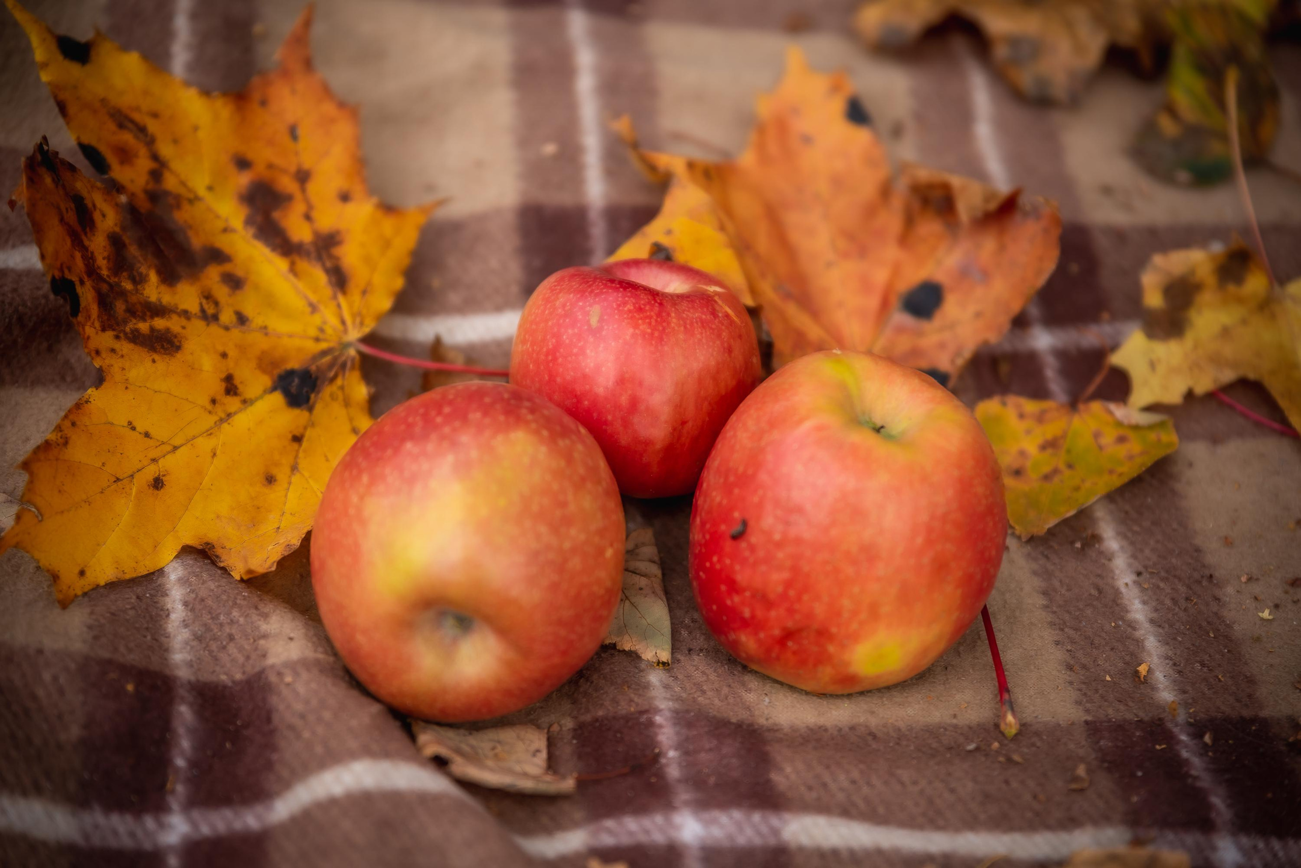 Осенняя съемка малышей в парке. Репортажный, семейный, свадебный фотограф Санкт-Петербург Ольга Лесюк