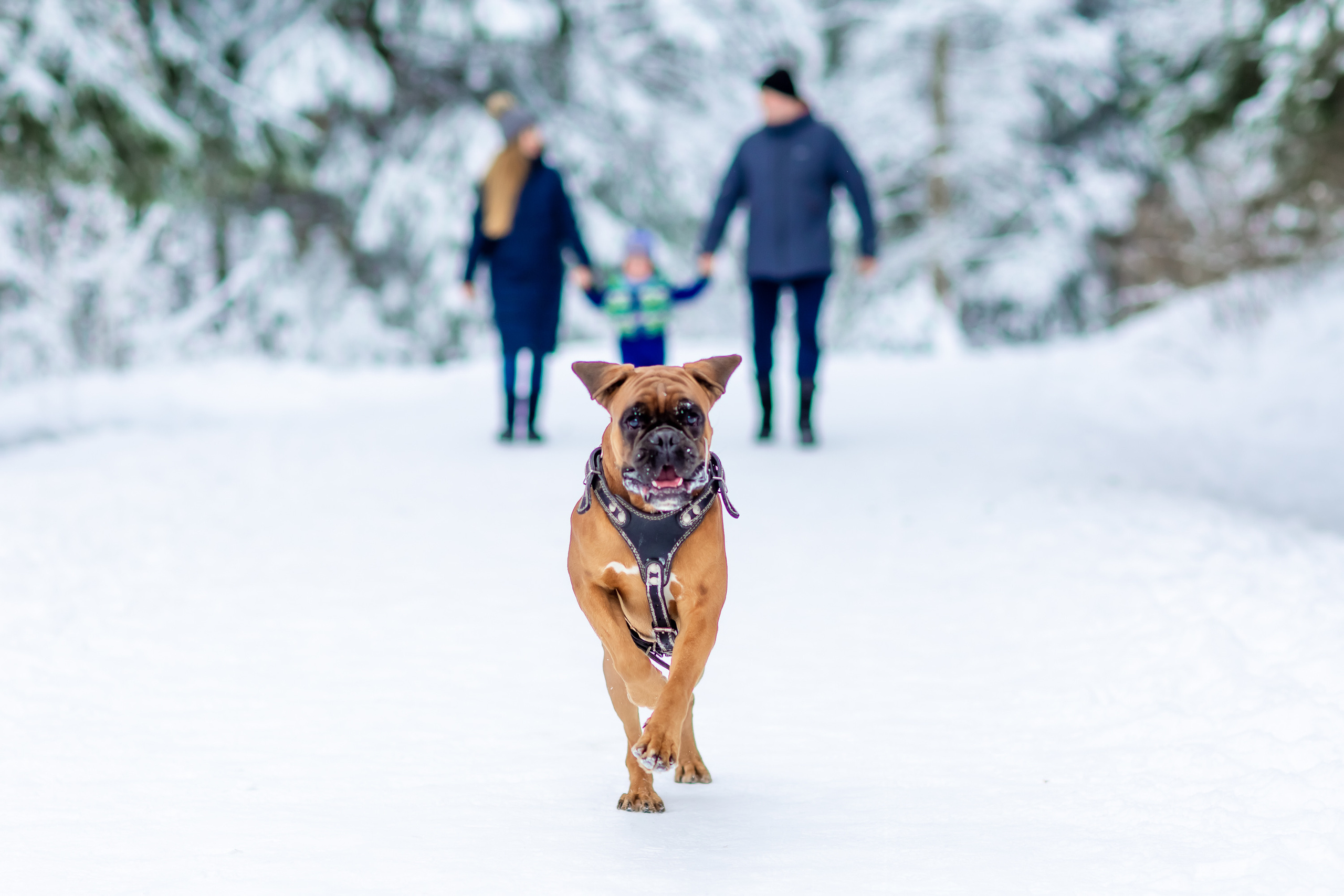Андрей, Екатерина, Тёма и Норд. Репортажный, семейный, свадебный фотограф Санкт-Петербург Ольга Лесюк