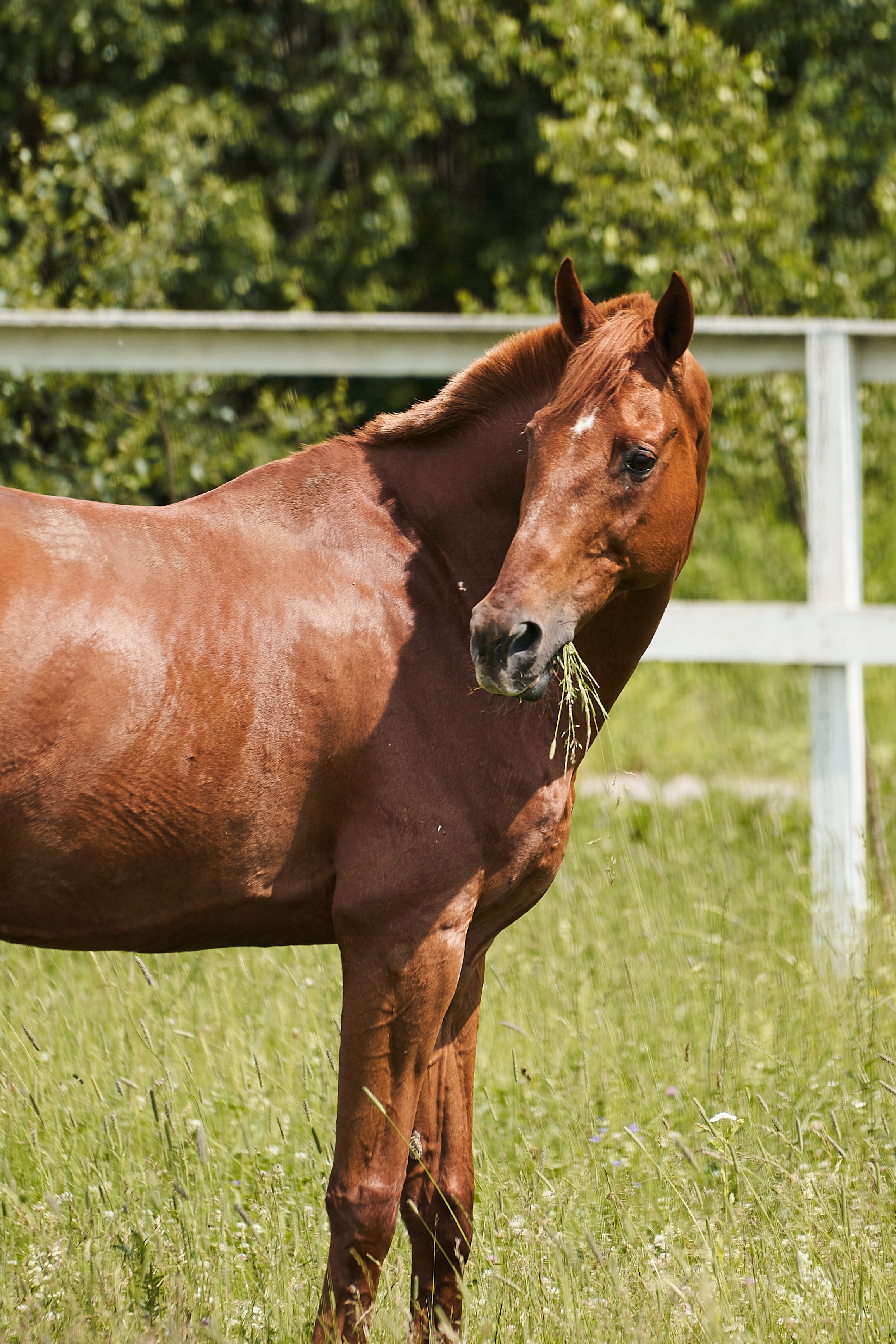 Эмбилгон, буденновский, КСК «Звёздный». Фотосессии с лошадьми в Москве, Новосибирске