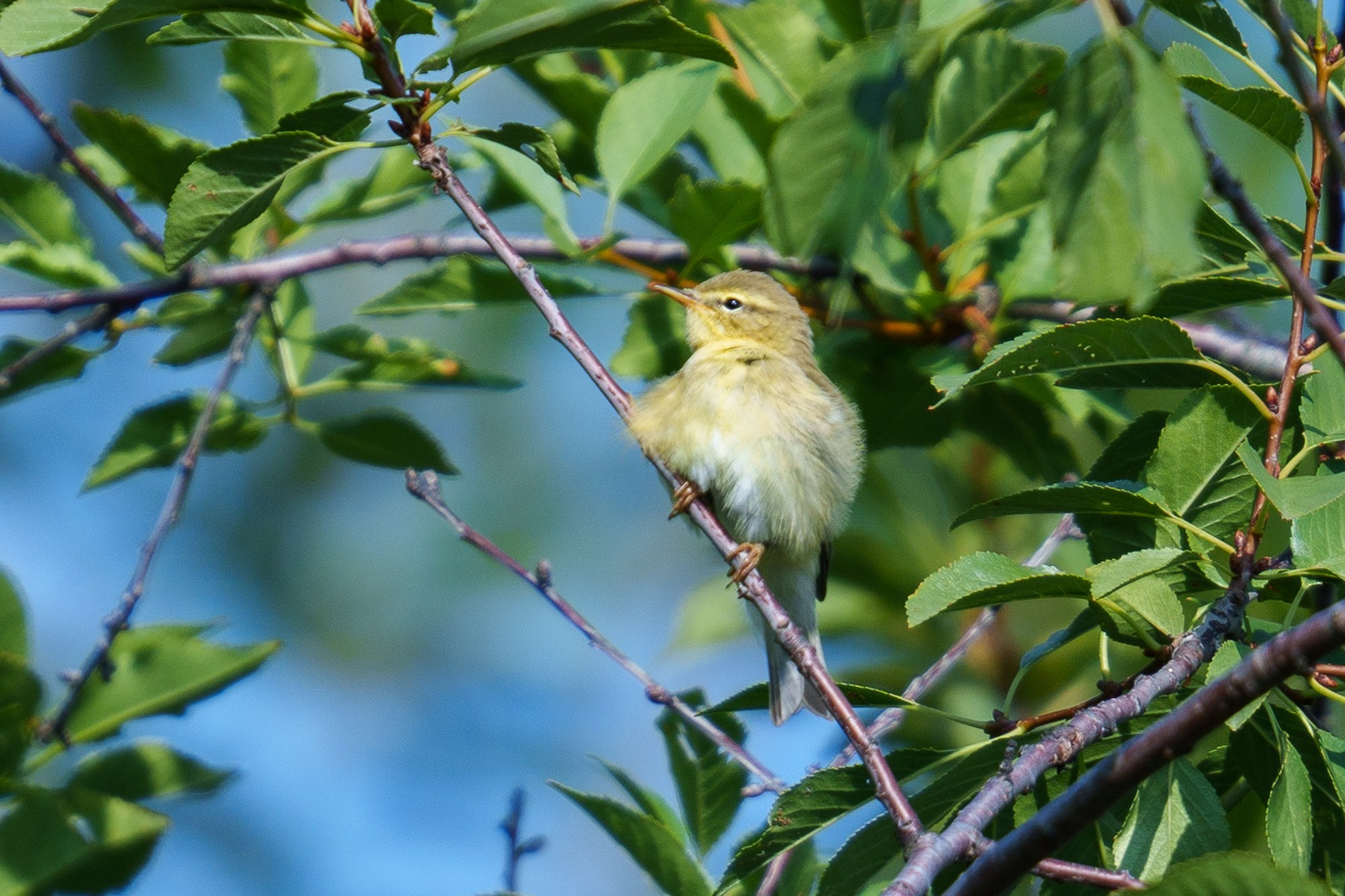 Удивительные мир птиц. Вокруг нас столько прекрасного — присмотритесь!. Ваш личный фотограф Марина Волкова