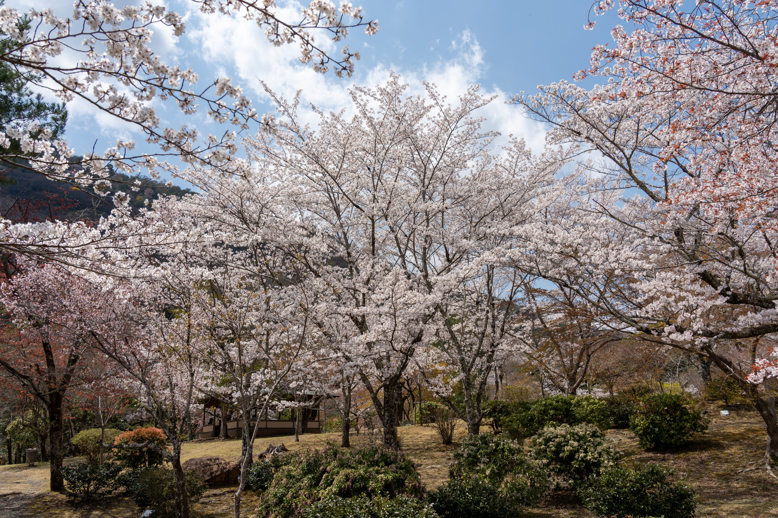 Япония, сакура. Творческие сьемки