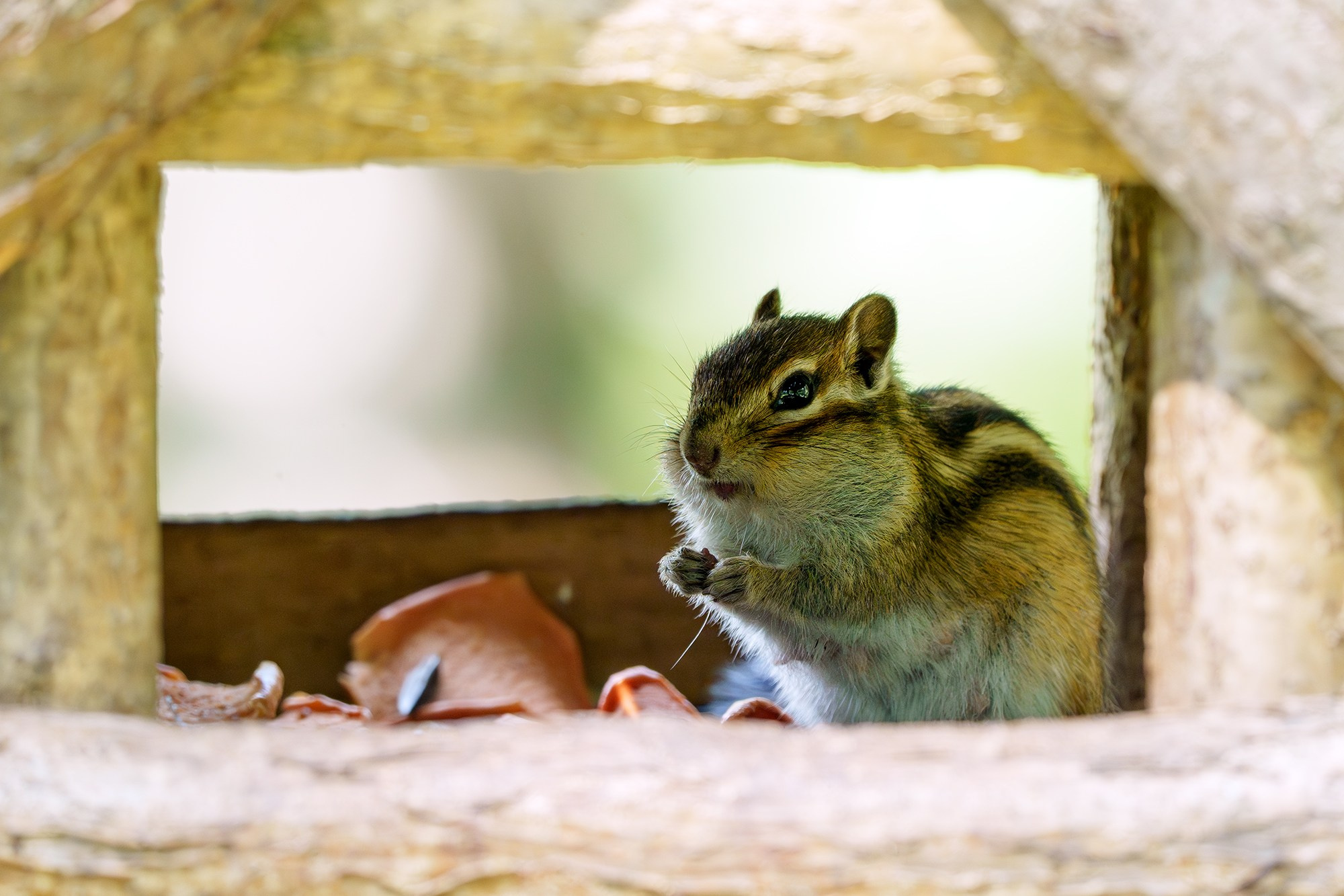 Животные. Ваш личный фотограф Марина Волкова