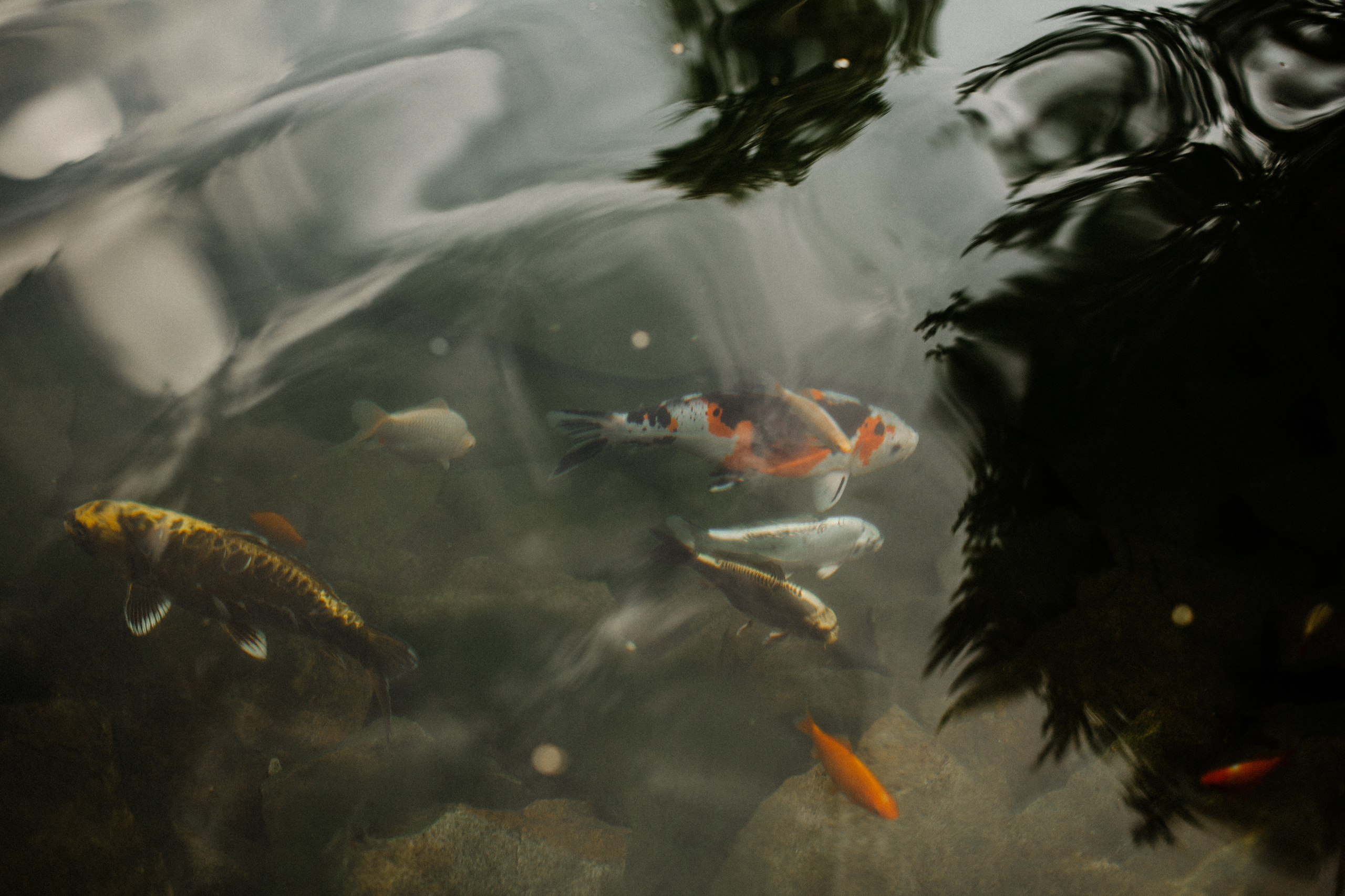 Юсси и Таня. Фотограф Аня Безяева