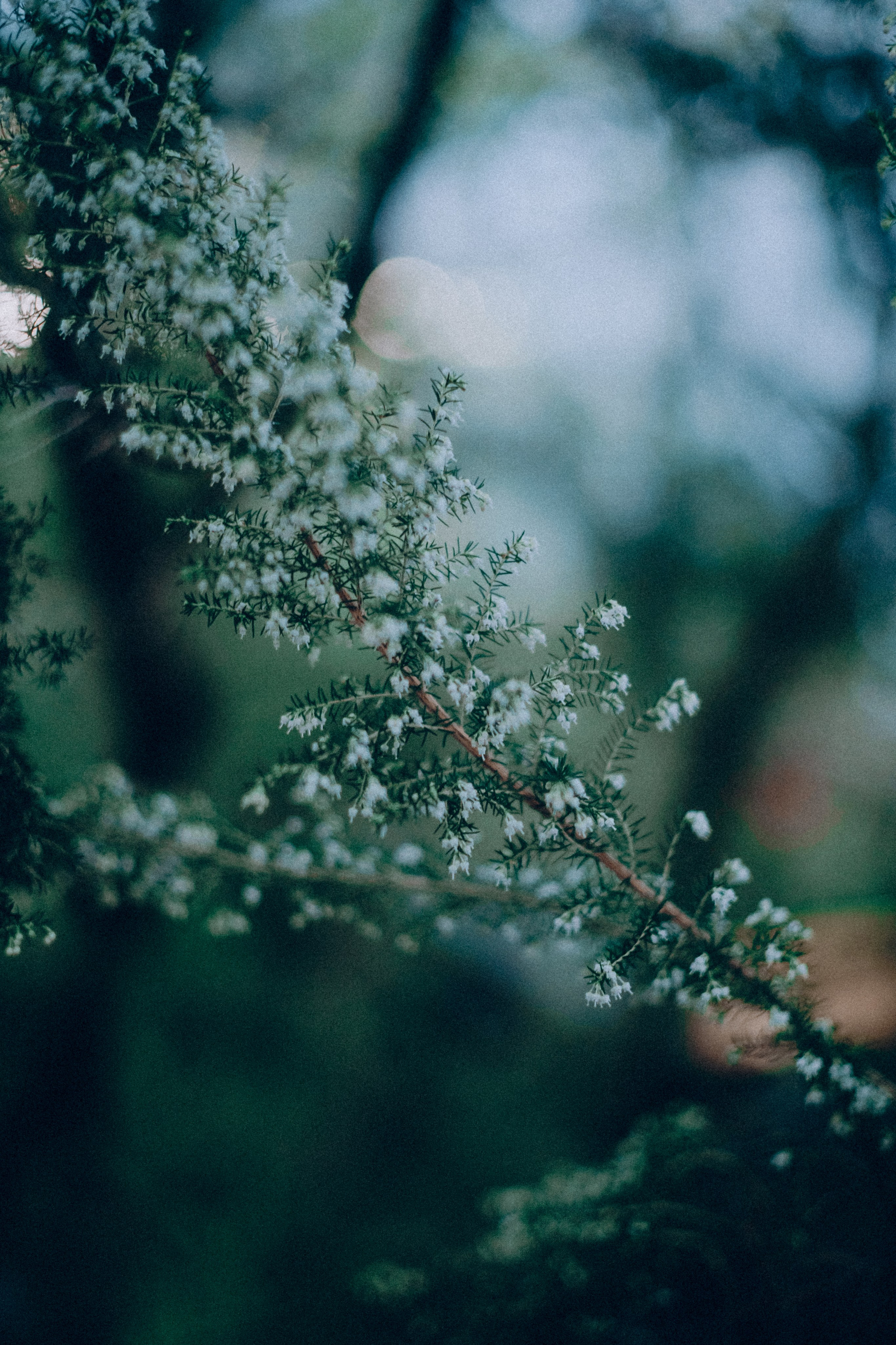 Botanical. Портретный и свадебный фотограф в Москве и Санкт-Петербурге. Учитель фотографии онлайн и оффлайн