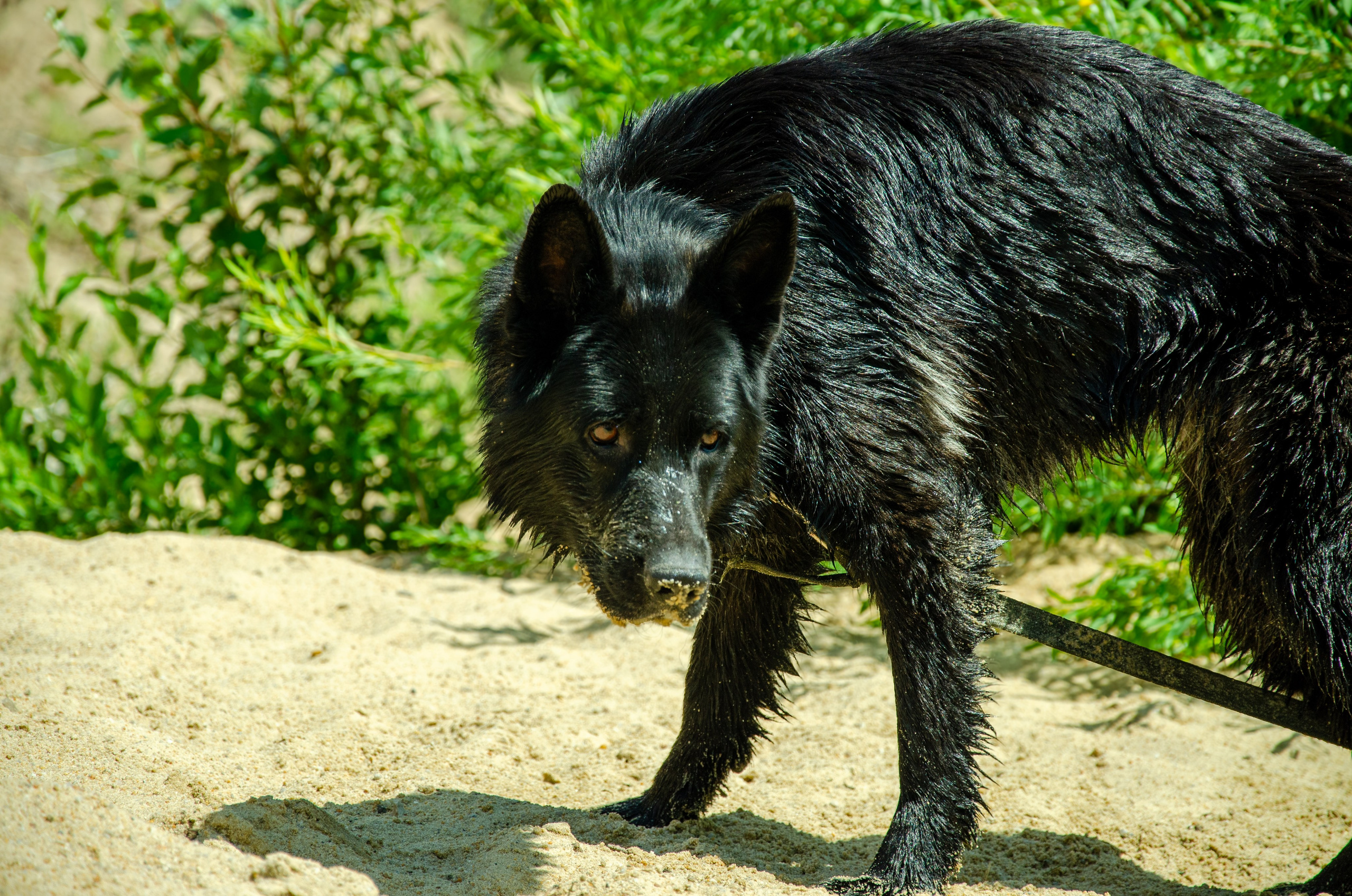 Собаки. Мультифотограф Виктория Лихоманова