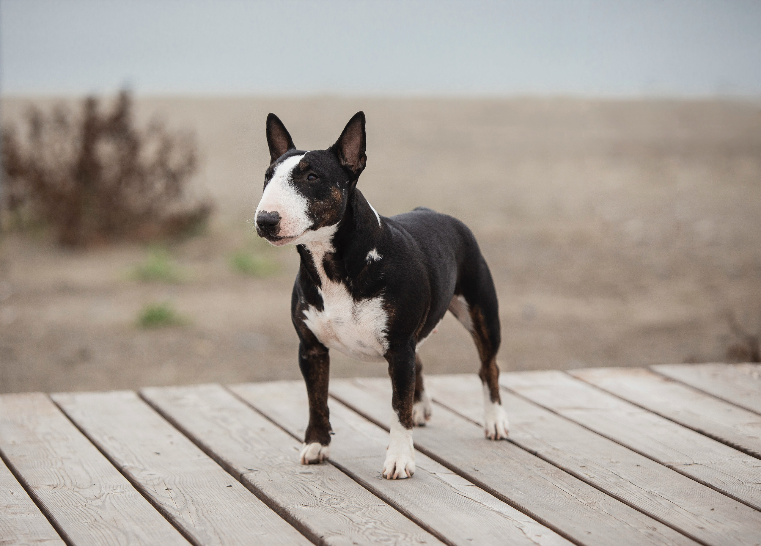Экстерьерная Съёмка. Семейный фотограф анималист г. Находка