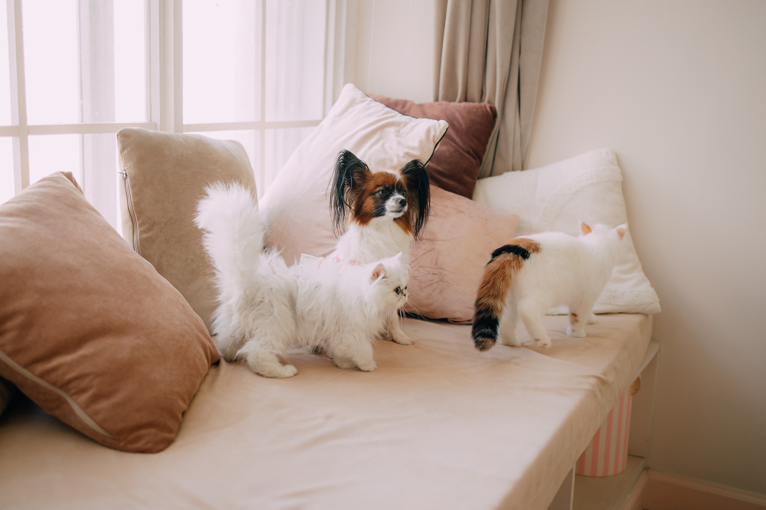 Султан, Мэй Мэй и Шанталь и их семья