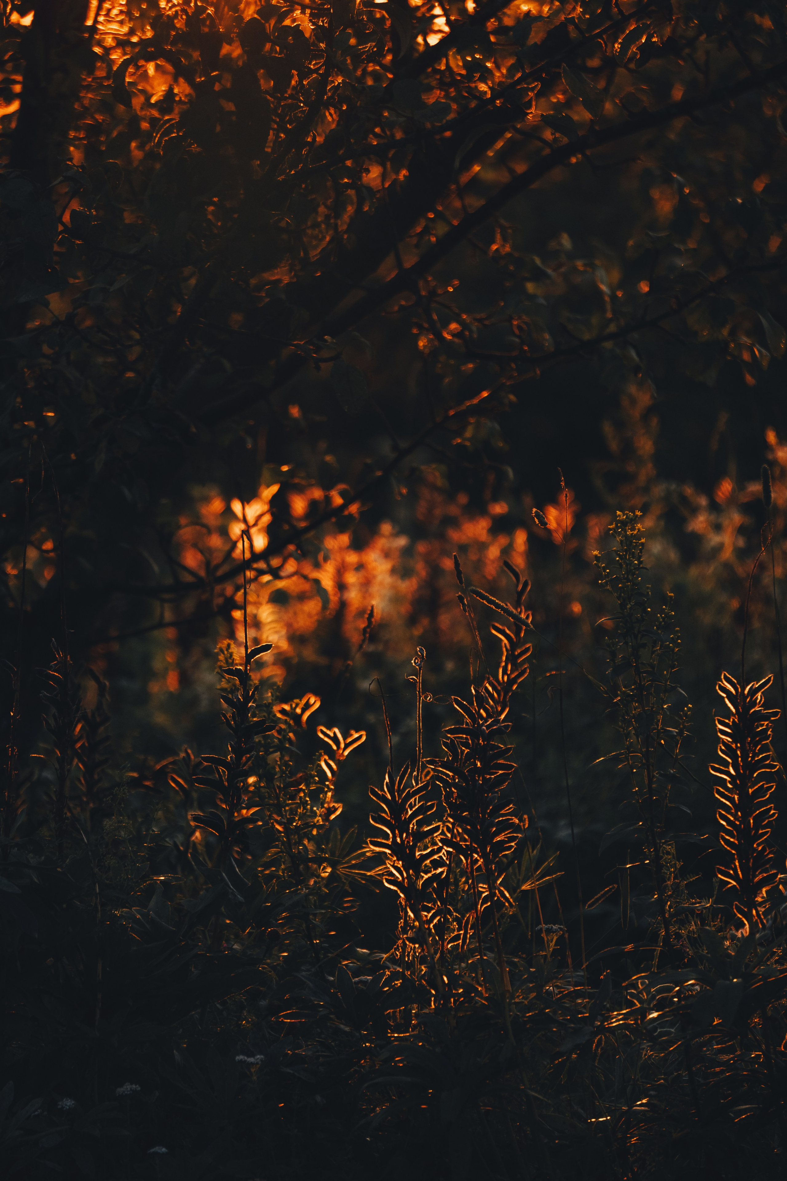 Катя и Яшма. Фотограф-анималист Ксения Воробьева, Москва