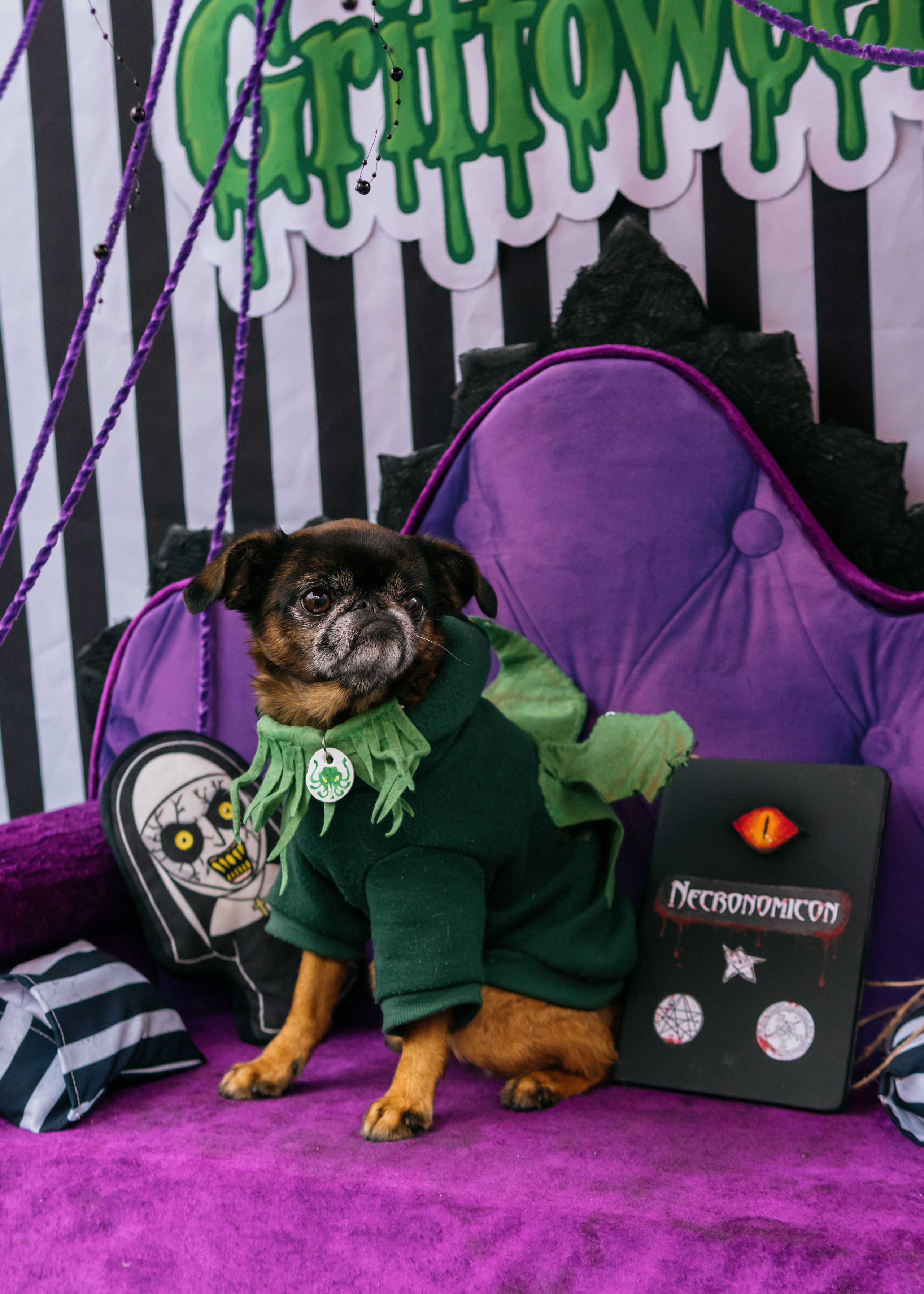 Тематическая встреча породников «Griffween». Фотограф-анималист Ксения Воробьева, Москва