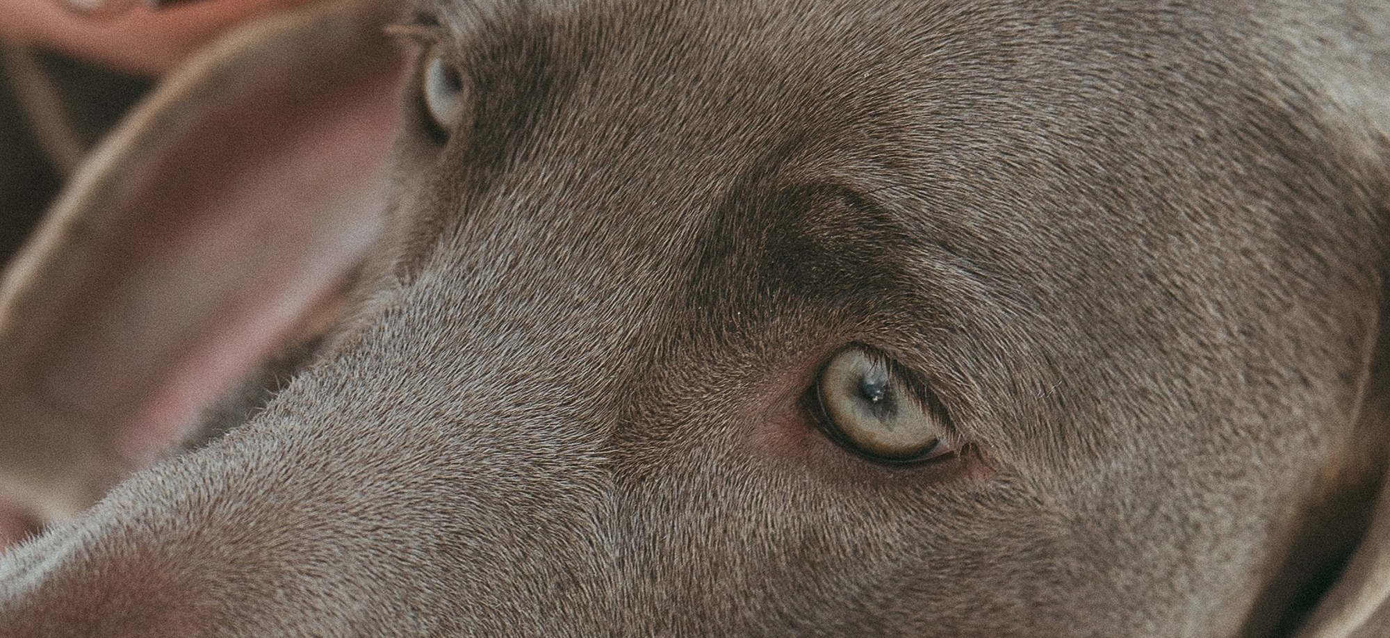 Лена и Фанни. Фотограф анималист в Москве и Санкт-Петербурге Свиридова Анна