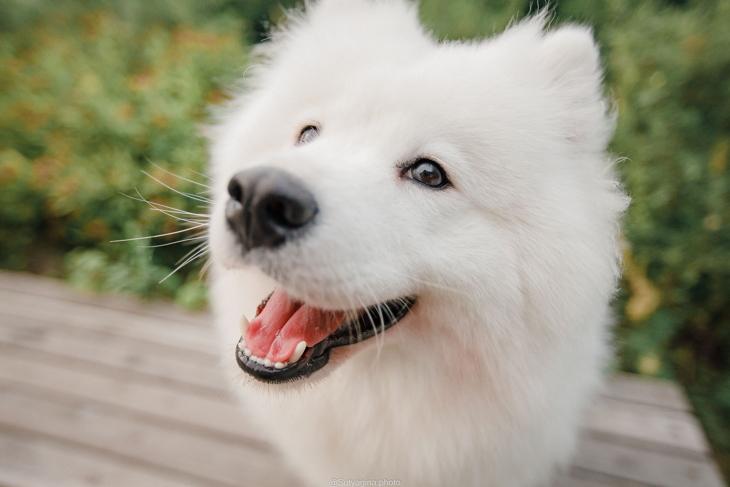 Самоед Рея. Свадебный и женский фотограф