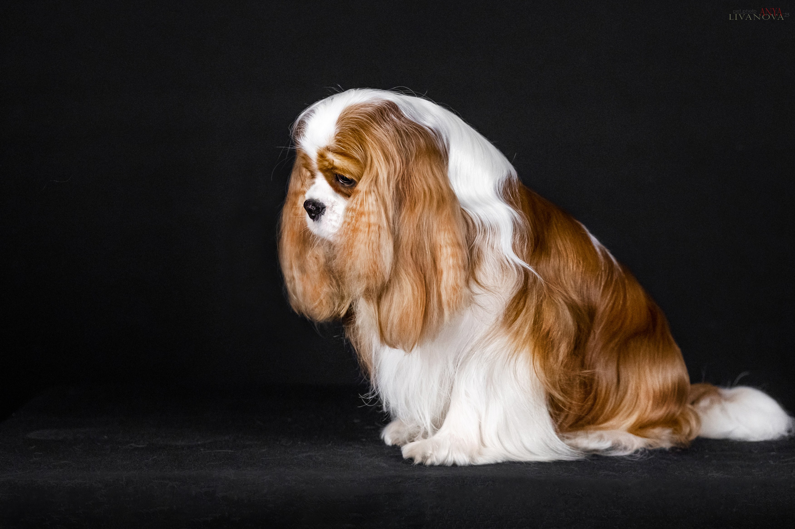 Вовчик. Фотограф анималист Аня Ливанова | Рыбинск