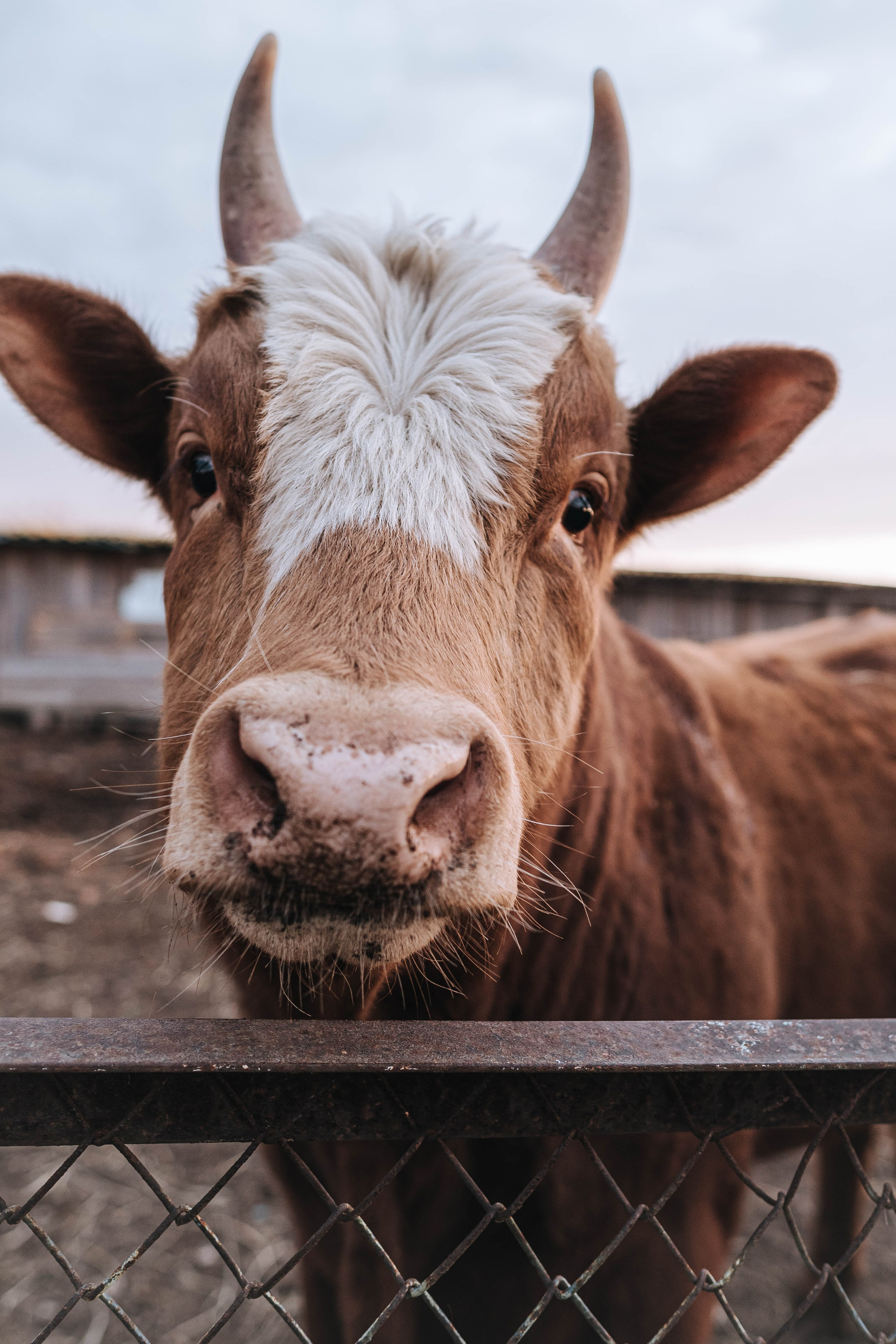 Животные. Фотограф Карина Шарова Москва