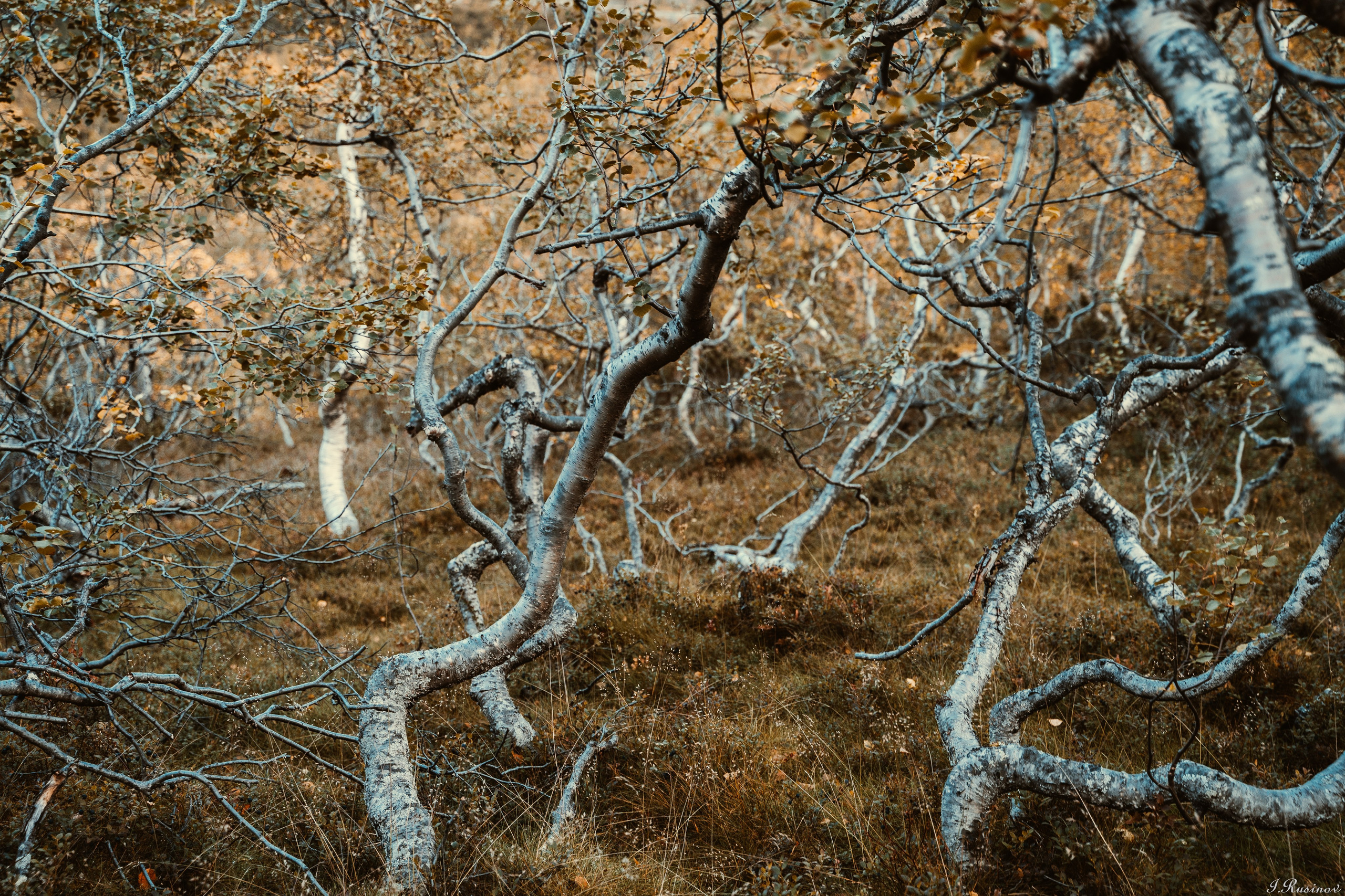 ХИБИНЫ 2021 г. Event фотограф Степанова Александра