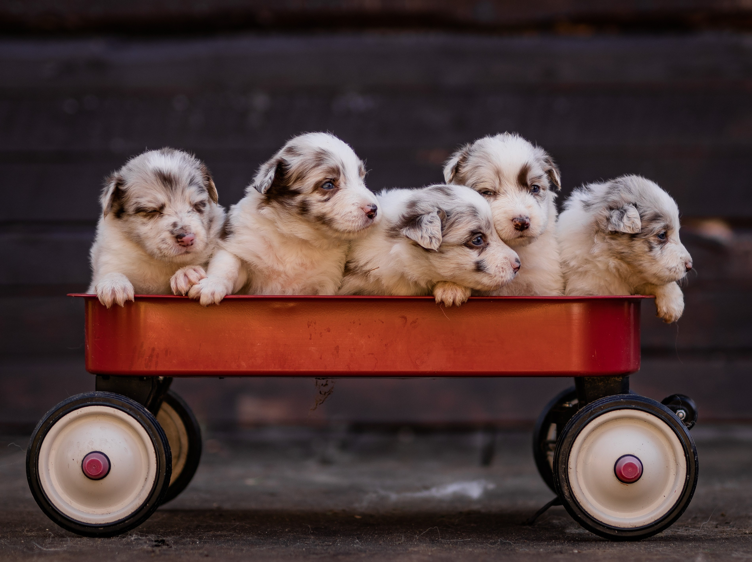 Фритсвит. Семейный фотограф Ефремова Виктория