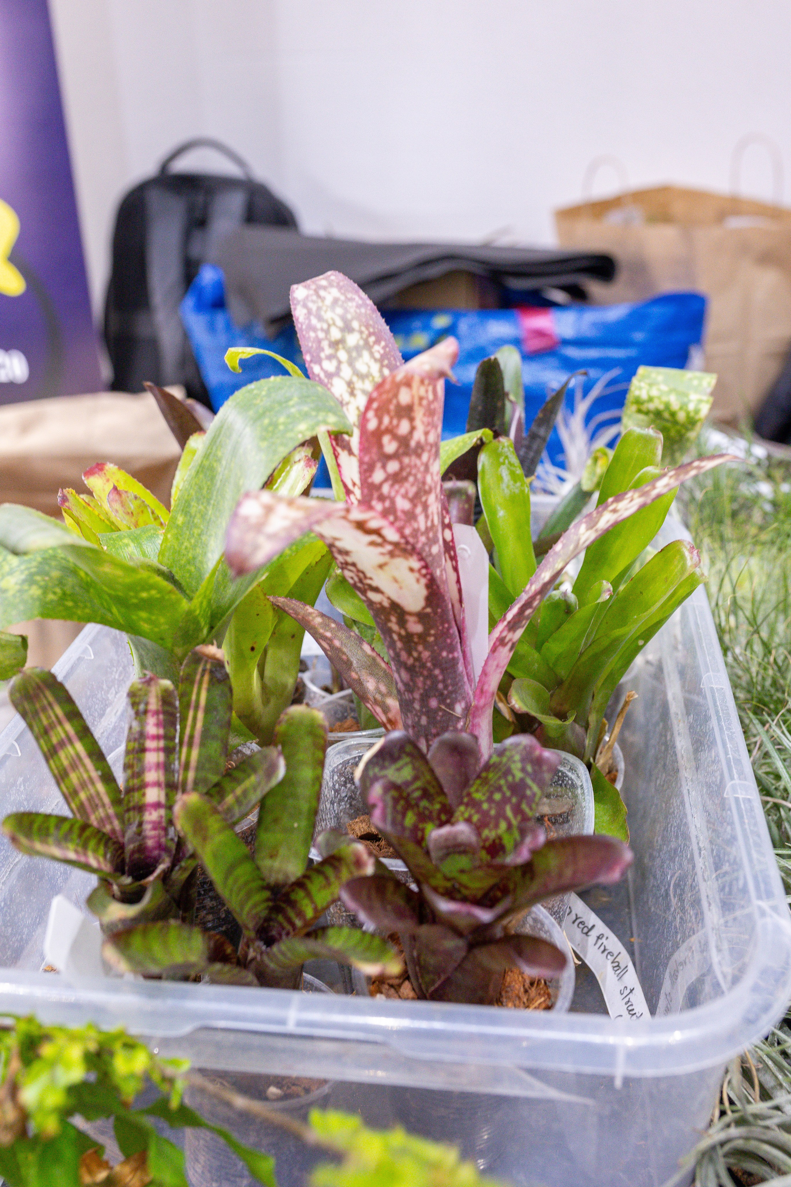 Орхидиум 12.2025. Александра Куликова фотограф, Москва