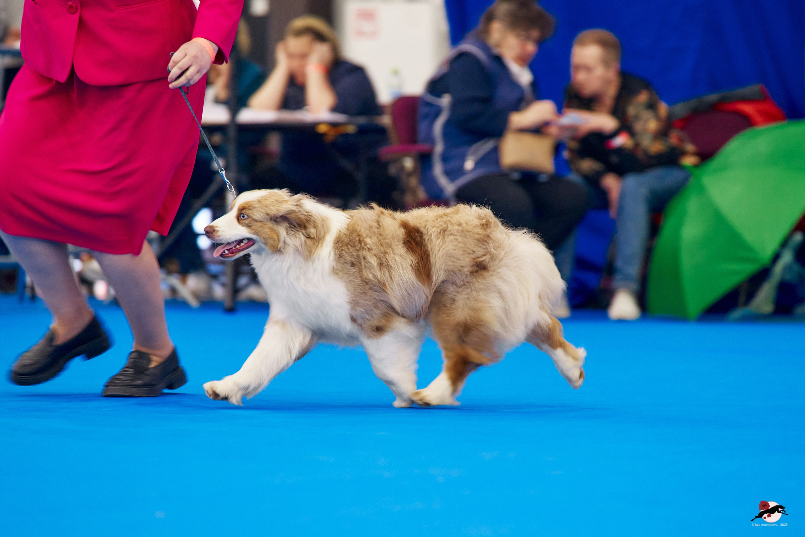 27.04.2025 | "Петербург-Элита 2025" & «КУБОК «ЭЛИТЫ»-2025»