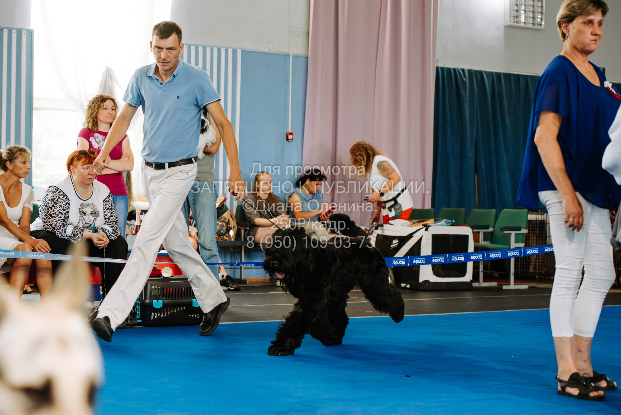 Национальная выставка собак всех пород ранга САС-IKU «Кубок Красноярск. Фотограф Диана Оленина Красноярск / Братск