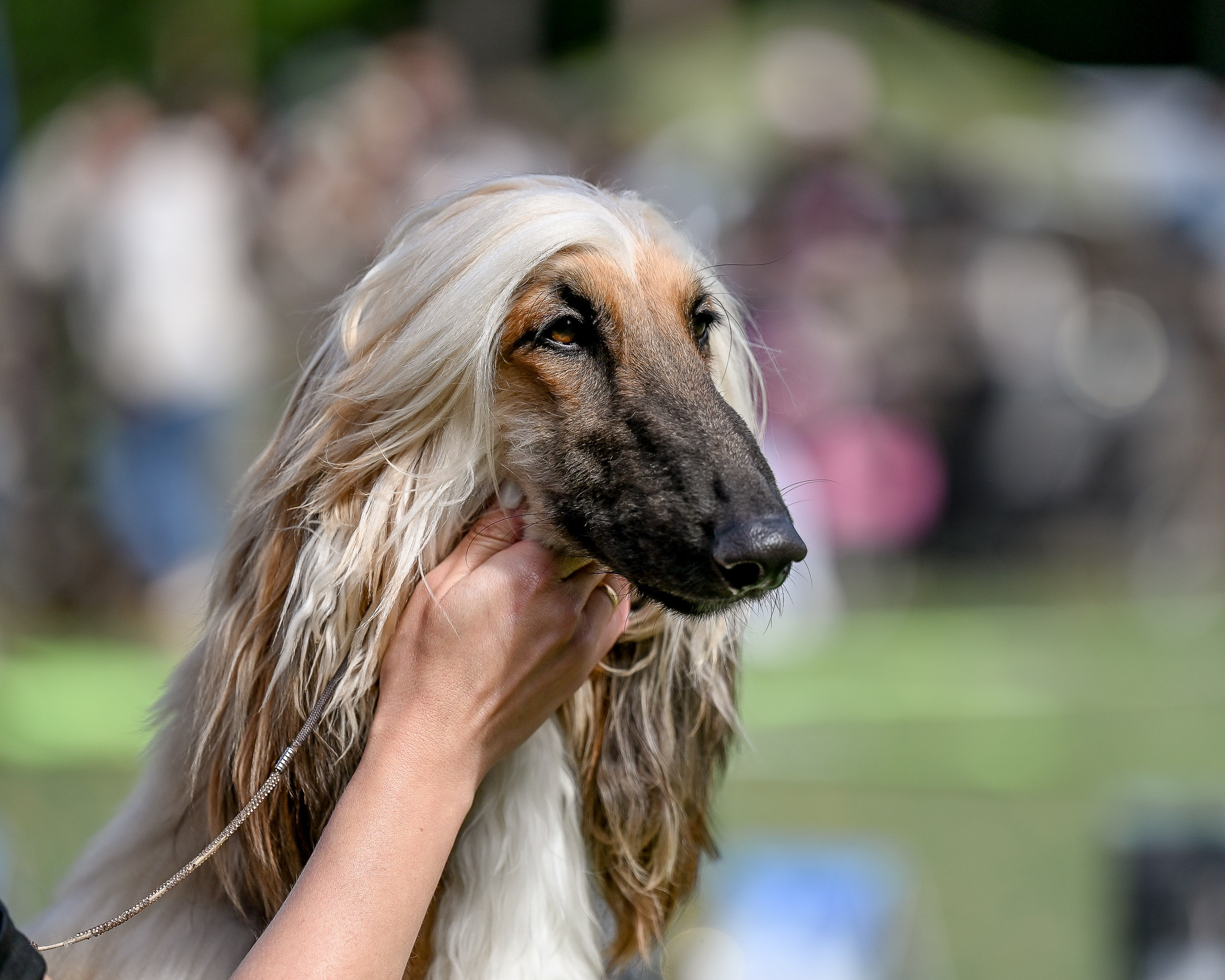 24.08.2025 Региональная выставка КОО и Республиканская выставка РКЛС. Галерея фотографий афганской борзой