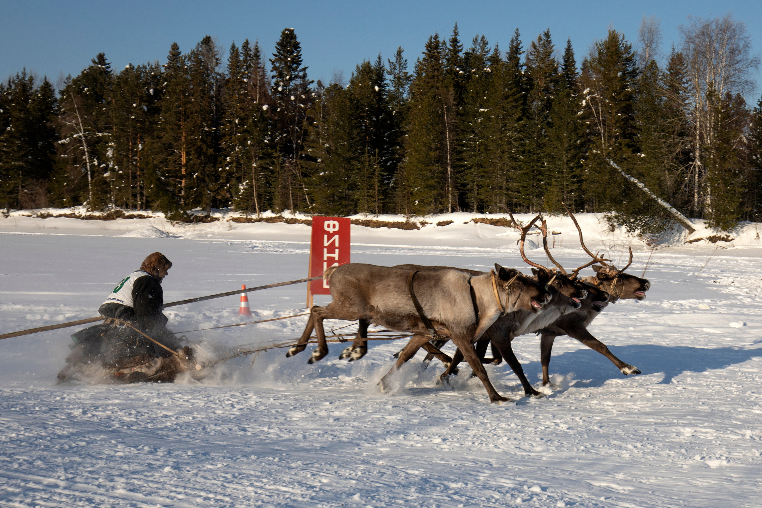СОРЕВНОВАНИЯ ОЛЕНЕВОДОВ. Фотограф Татьяна Борисова