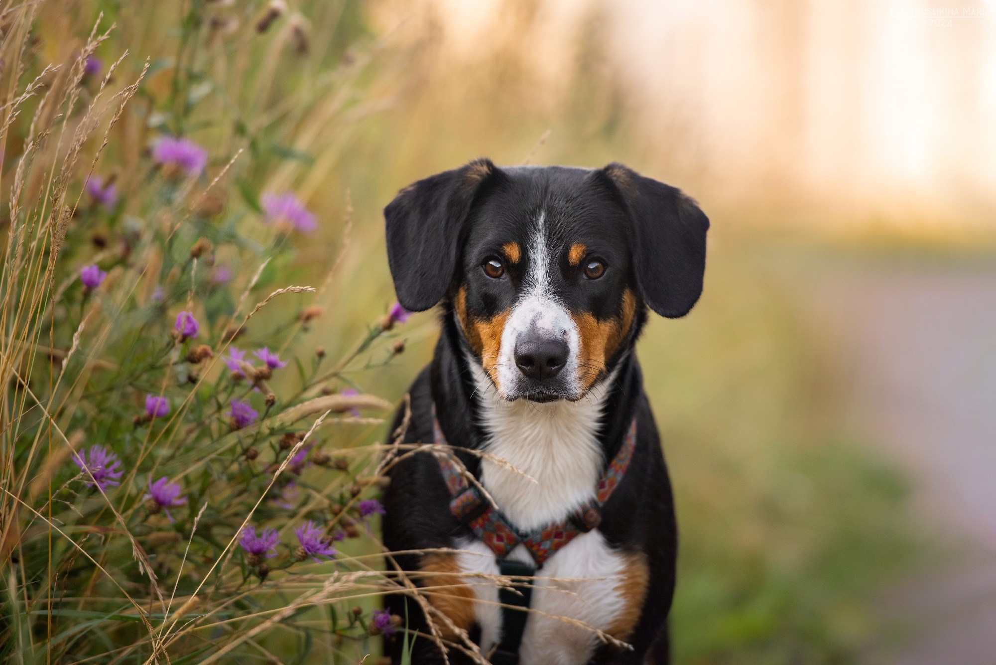 аппенцеллер зенненхунд