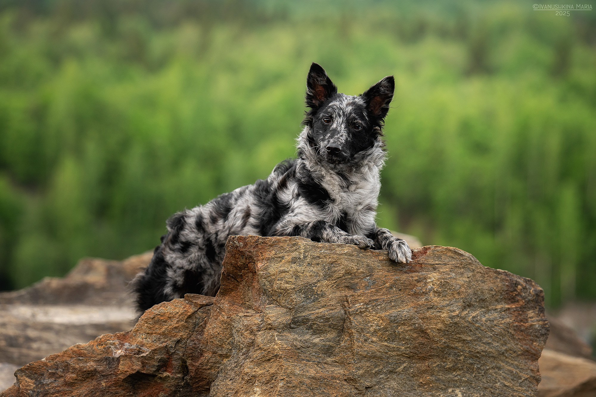 Фотограф-анималист. Фотограф собак в Москве и Московской области Иванушкина Мария