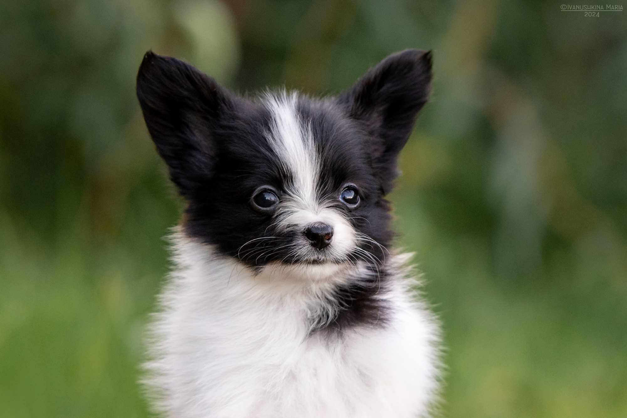 Фотосессия щенков на продажу. Фотограф собак в Москве и Московской области Иванушкина Мария
