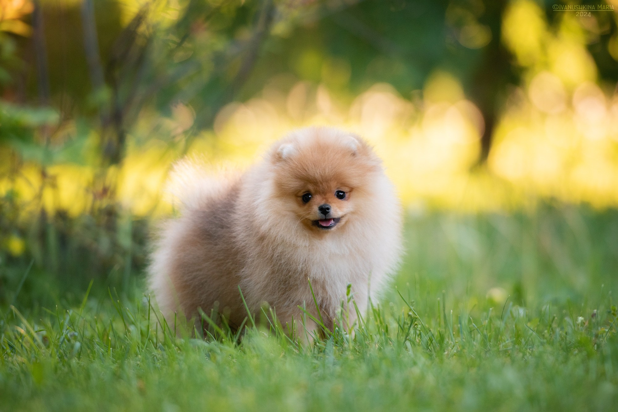 Фотосессия щенков на продажу. Фотограф собак в Москве и Московской области Иванушкина Мария