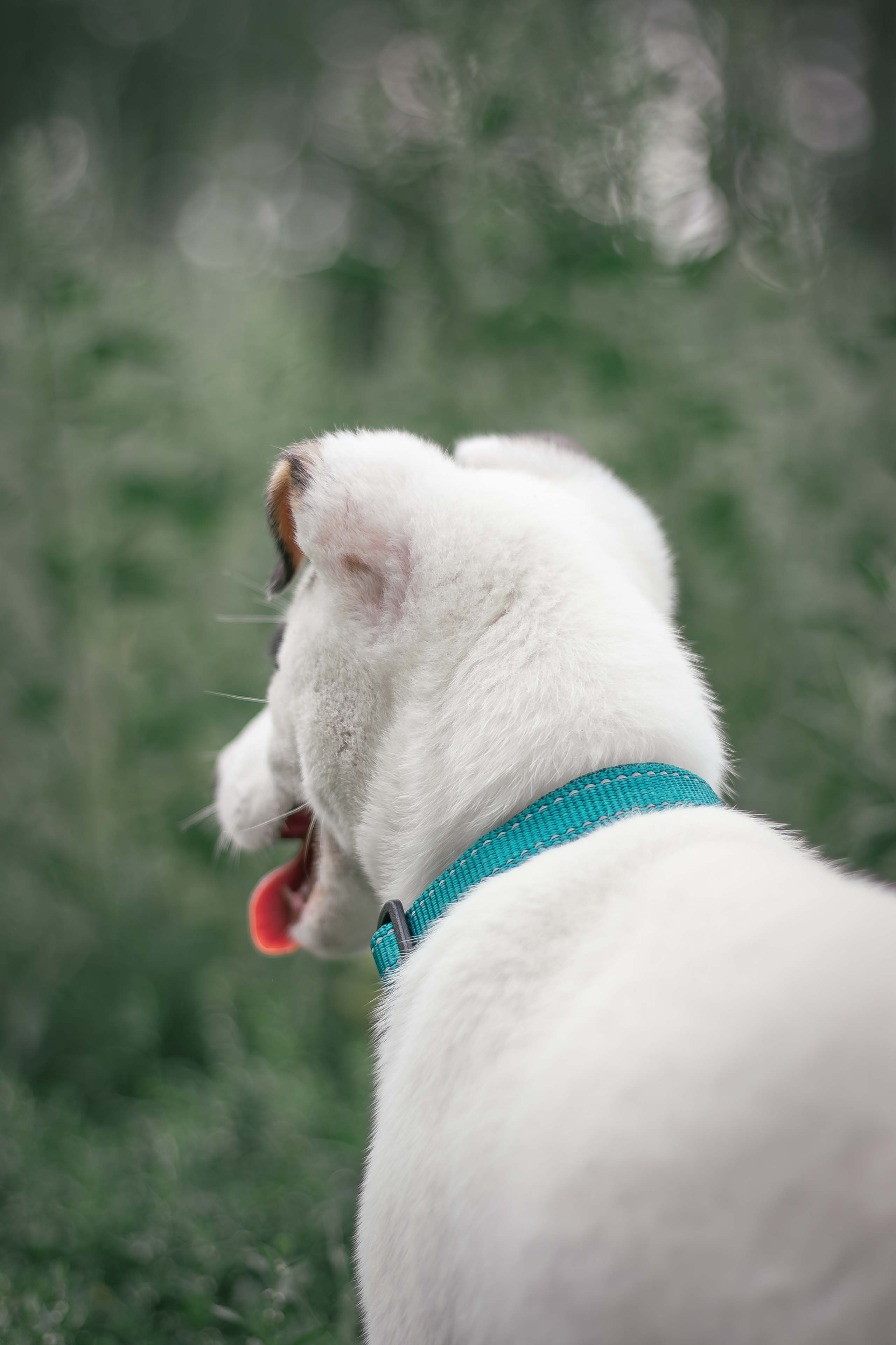 Портфолио фотографа-анималиста из Воронежа Алины Ивановой. Фотограф — анималист Алина Иванова