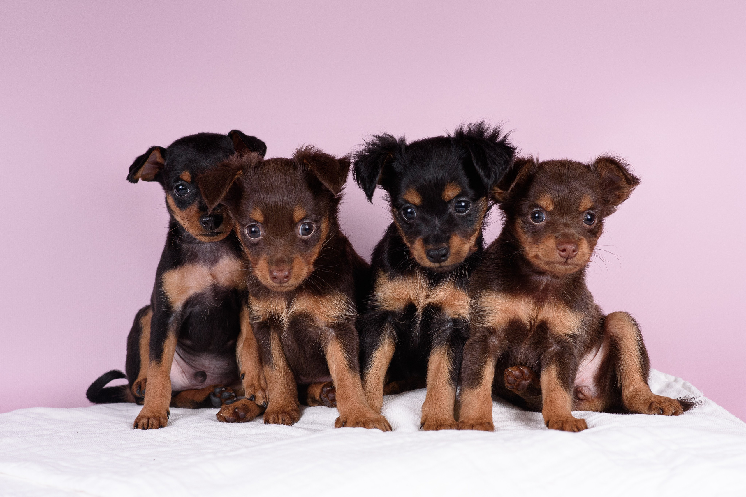 Щенки Пражских крысариков -13.04.2024. Фотограф — Анималист | Анна Абрамова