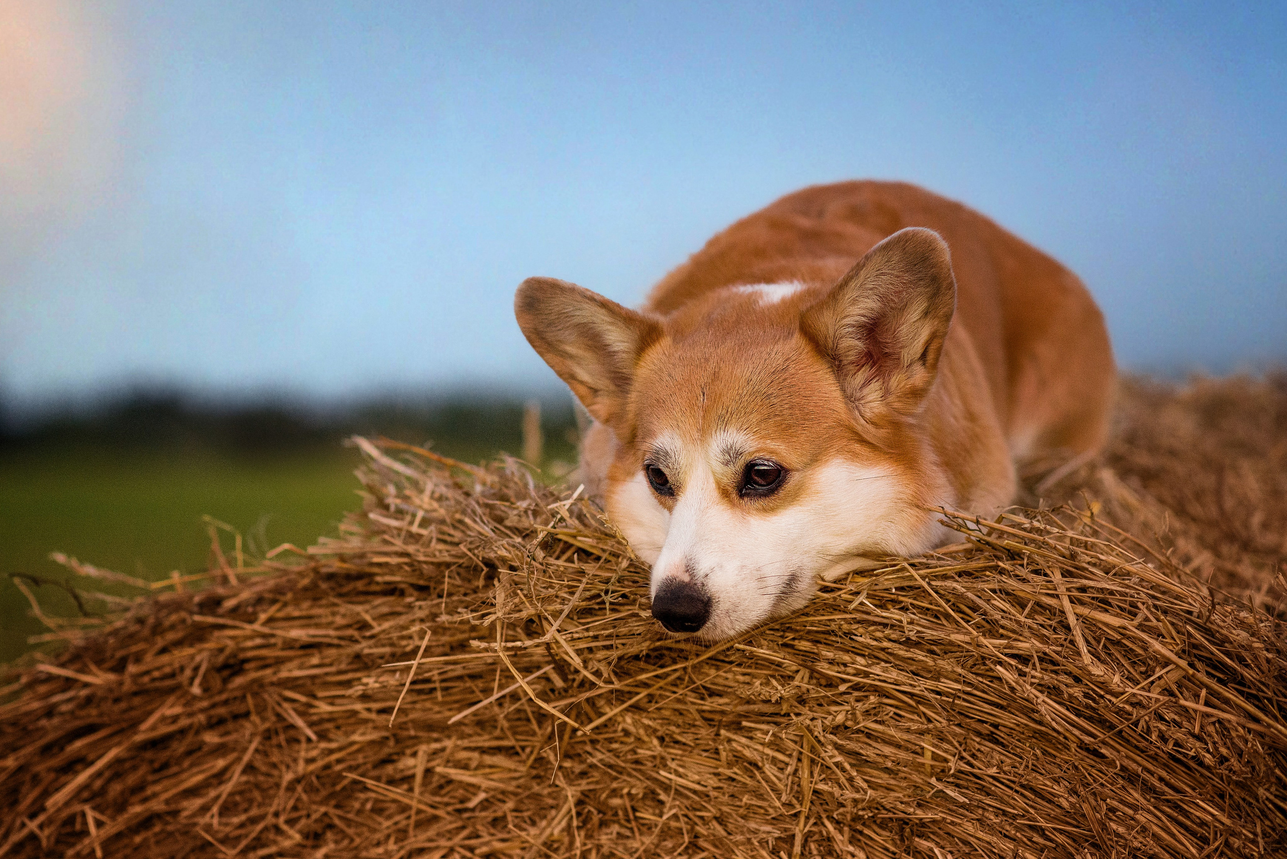 Лея и тюки — 10.08.2023. Фотограф — Анималист | Анна Абрамова
