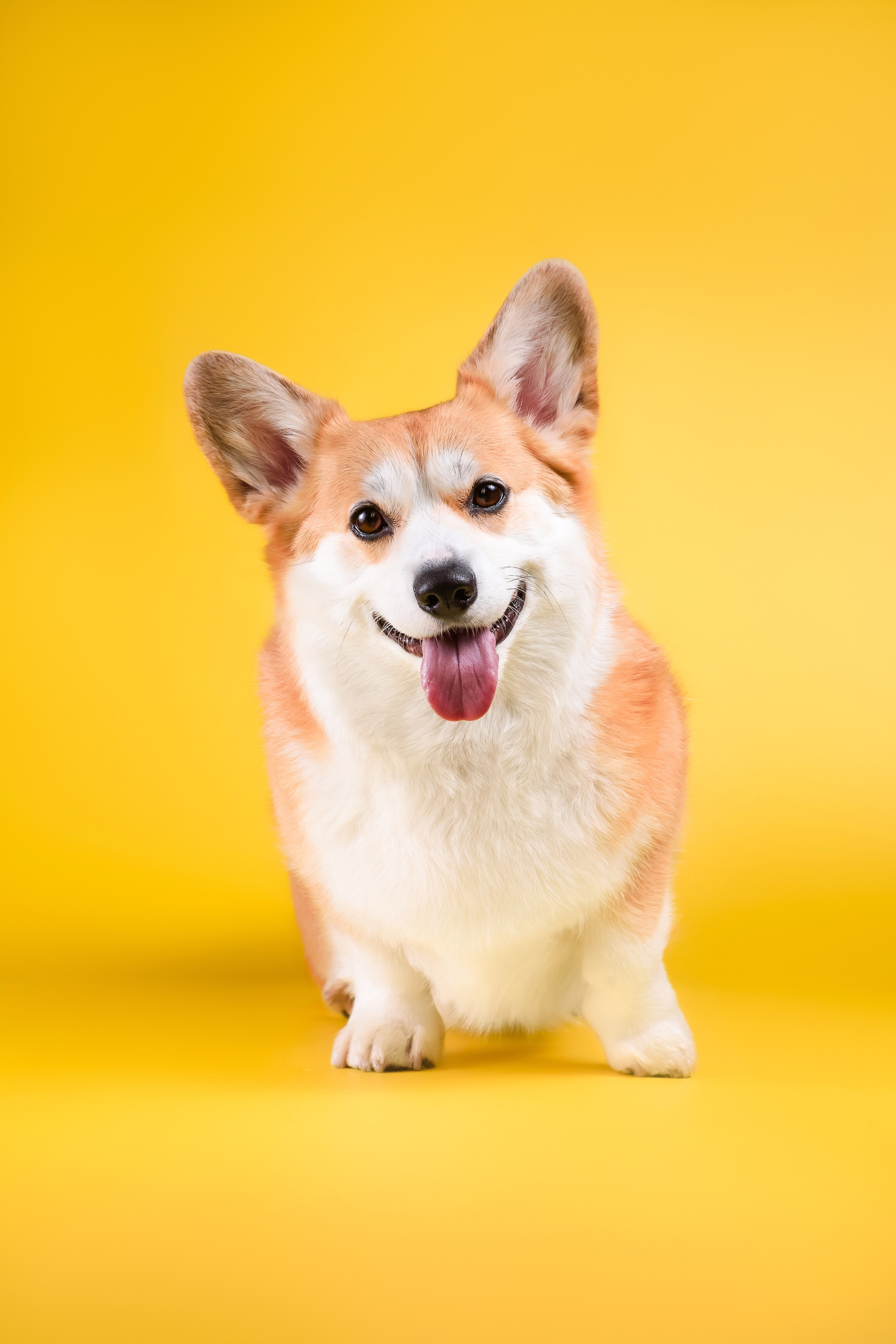 Лея на однотонном фоне. Фотограф — Анималист | Анна Абрамова