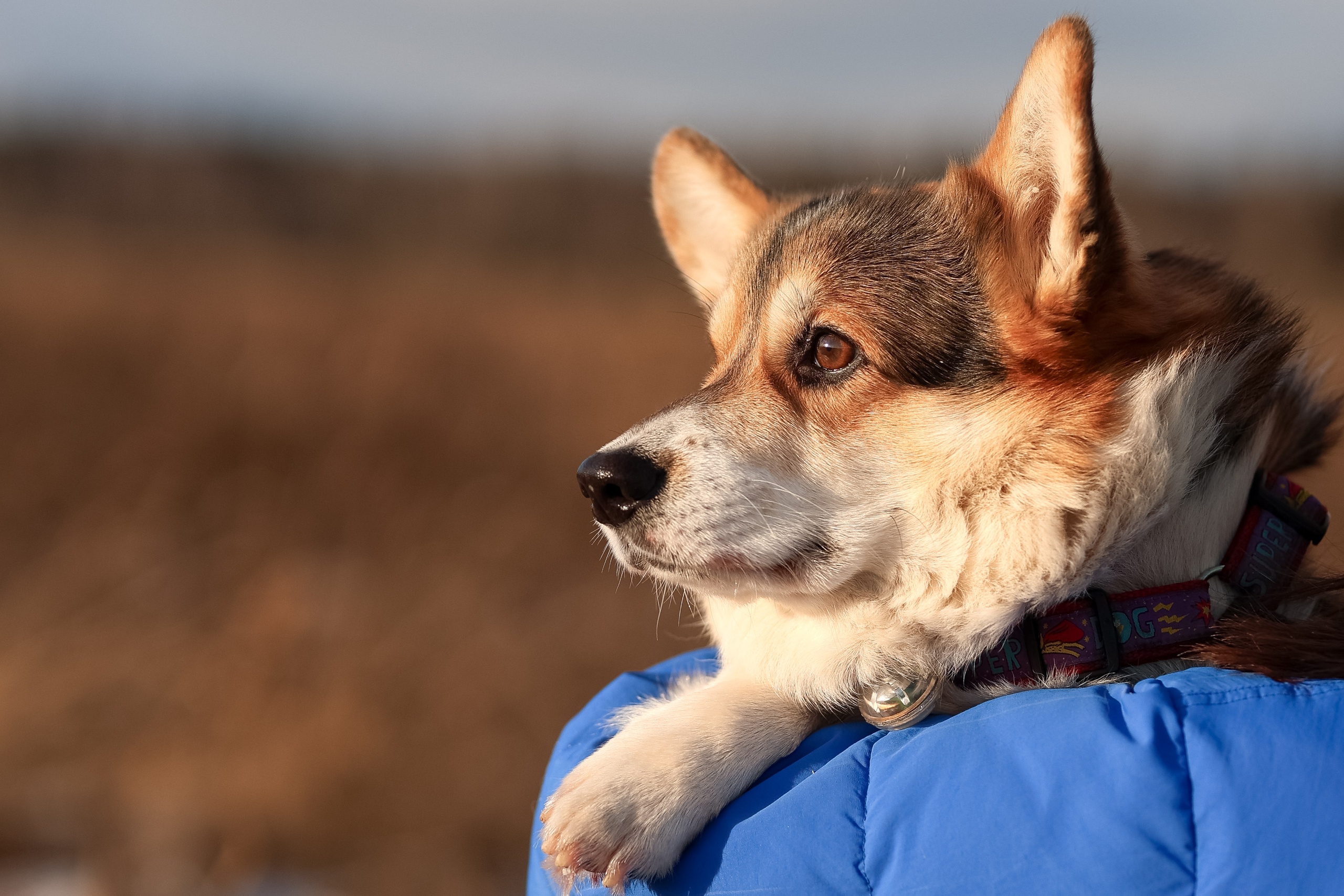 Трой, Балу и Катя. Фотограф-анималист в Москве Кириллова Татьяна