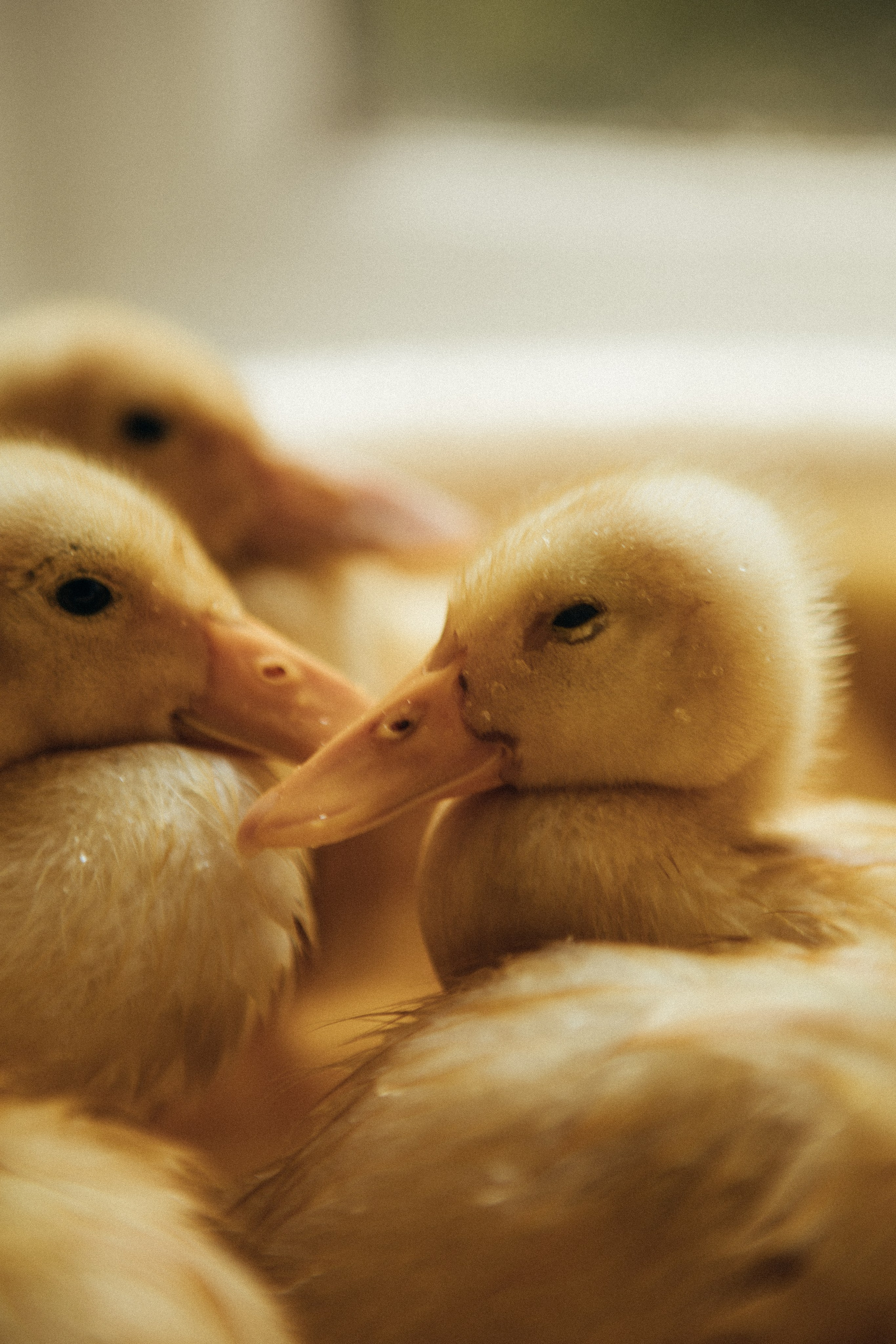 Тепло материнского сердца. Фотограф в Москве