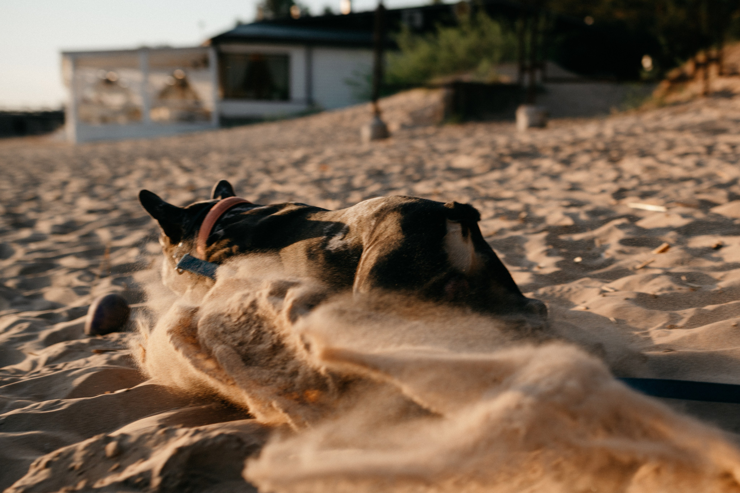 Коля и Бакс. Фотограф анималист в Москве Ольга Агушева
