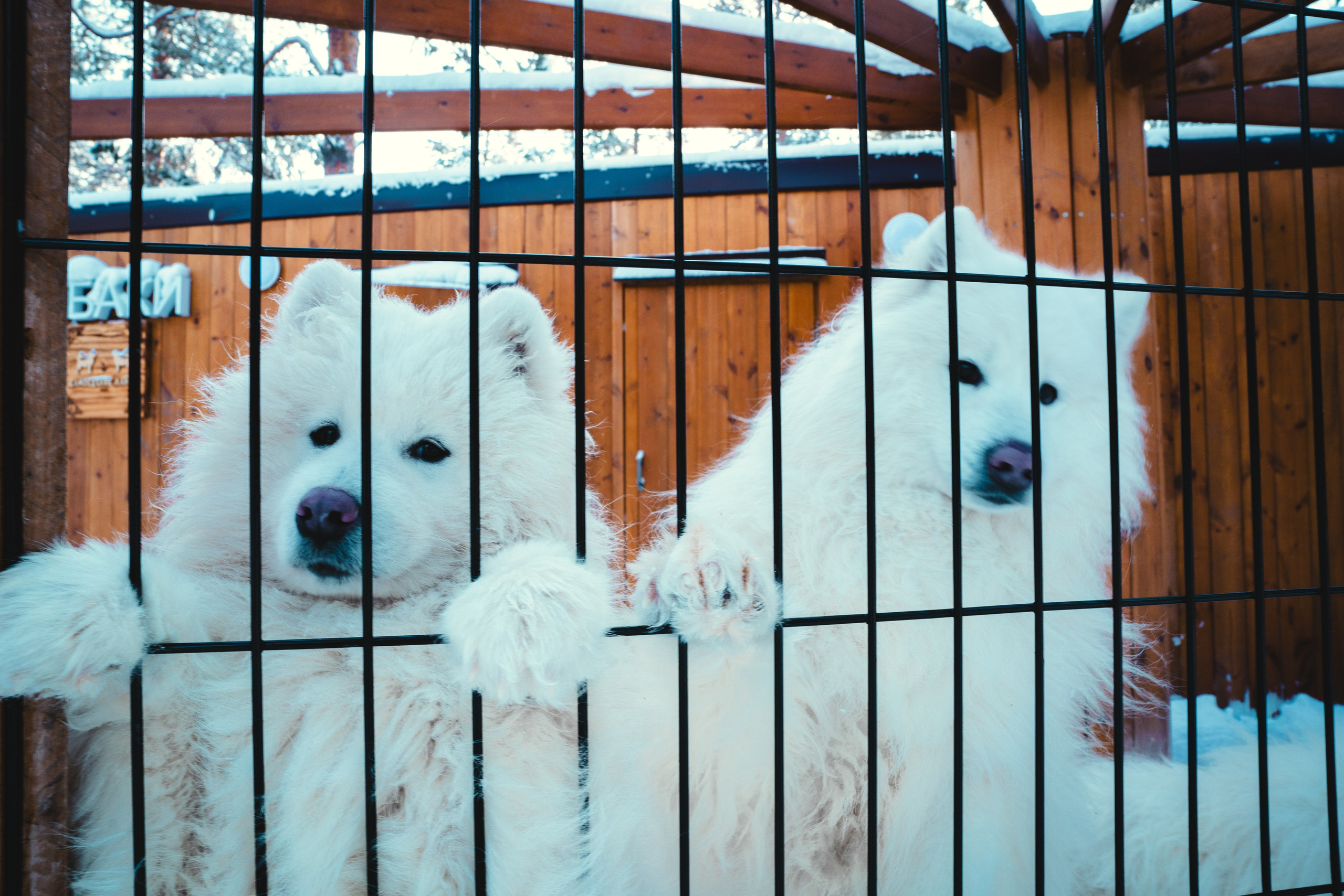 Ноябрьск, Март 2024