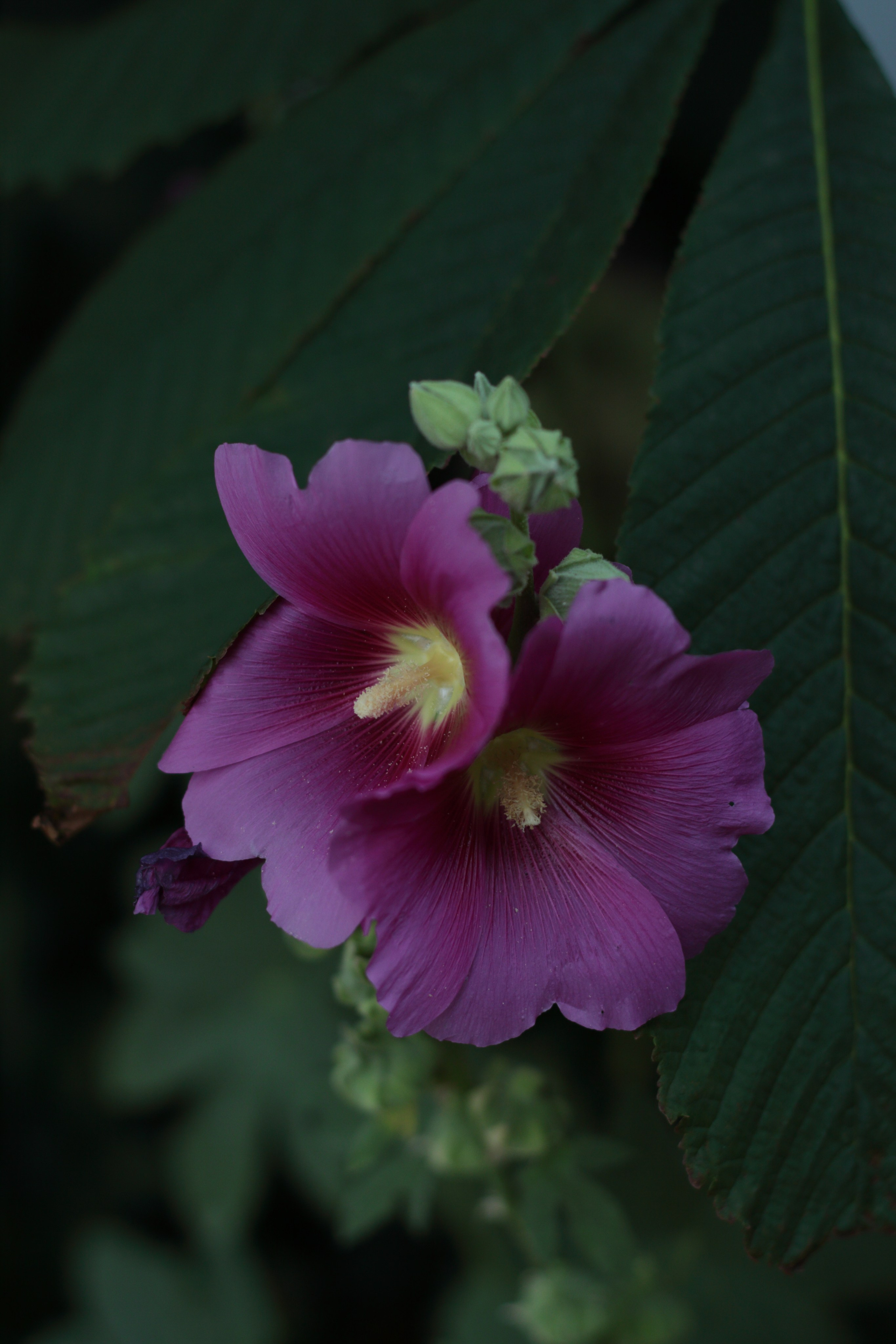 Старое природное, отбирала Katamount (Катерина Горохова). Главная