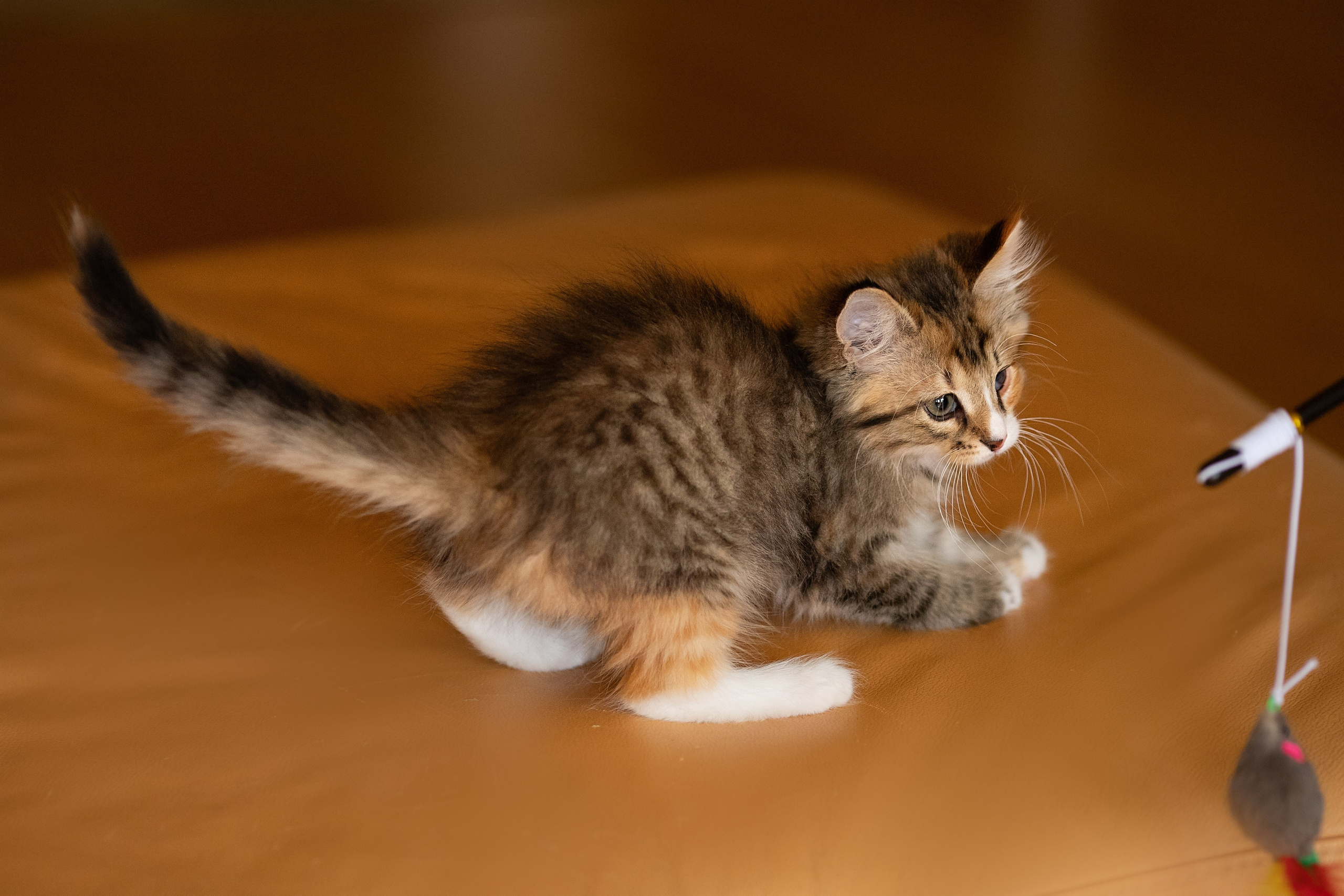 Котята в добрые руки. Арт фотограф в Минске Анастасия Корбут