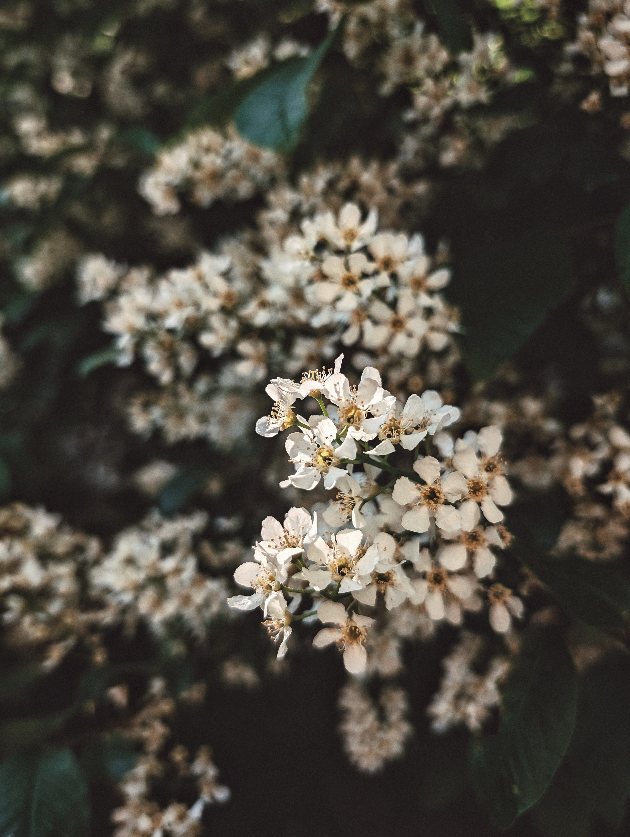 Вдохновение. Ph___tina