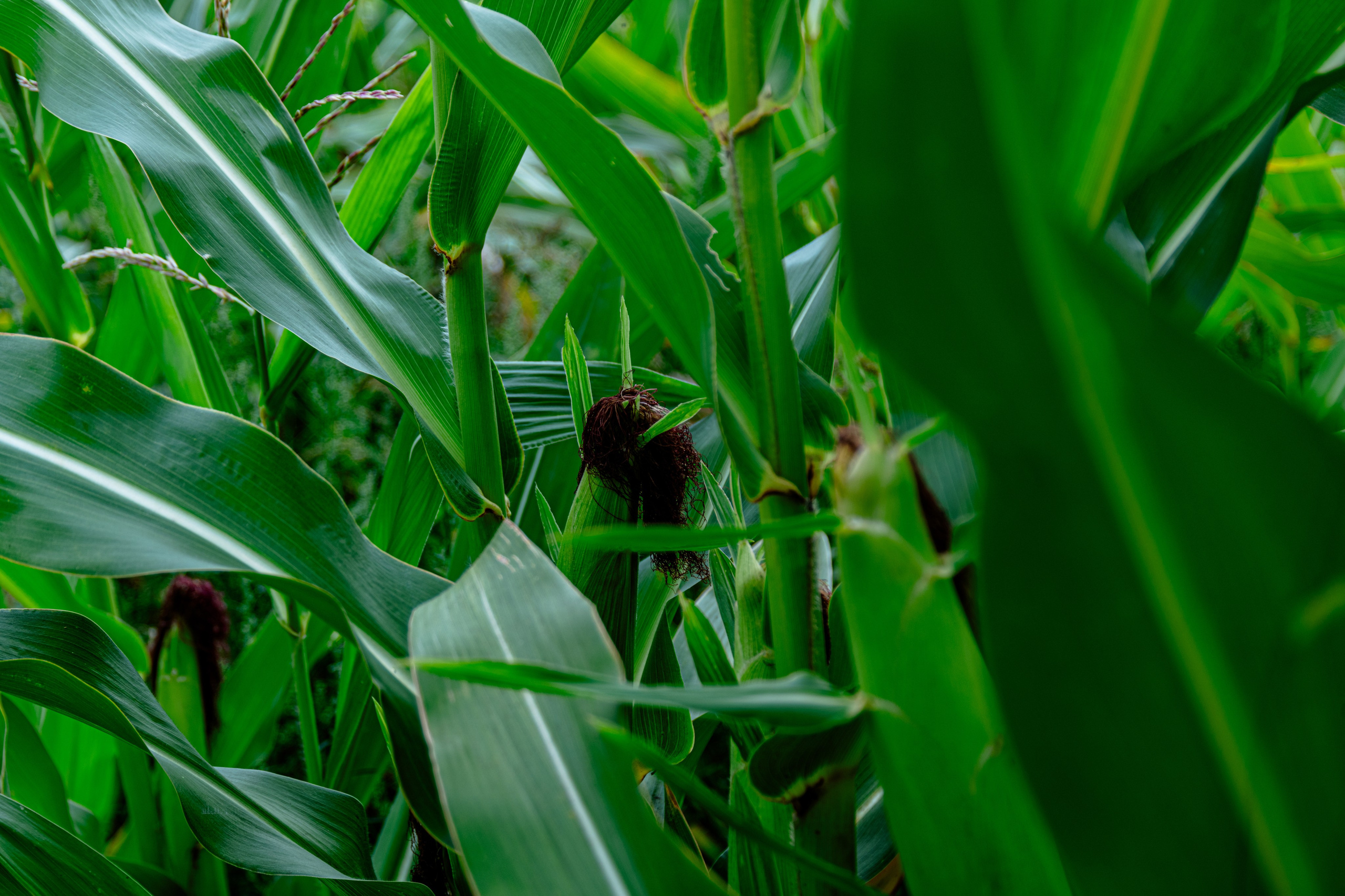 Природа Самарской области в кадре. Дикие степи, Жигулёвские горы и волжские просторы — авторские фотографии уникальных ландшафтов. Фотограф Самара — репортажная, свадебная, интерьерная съёмка от Ильи Петрова, профессионала своего дела